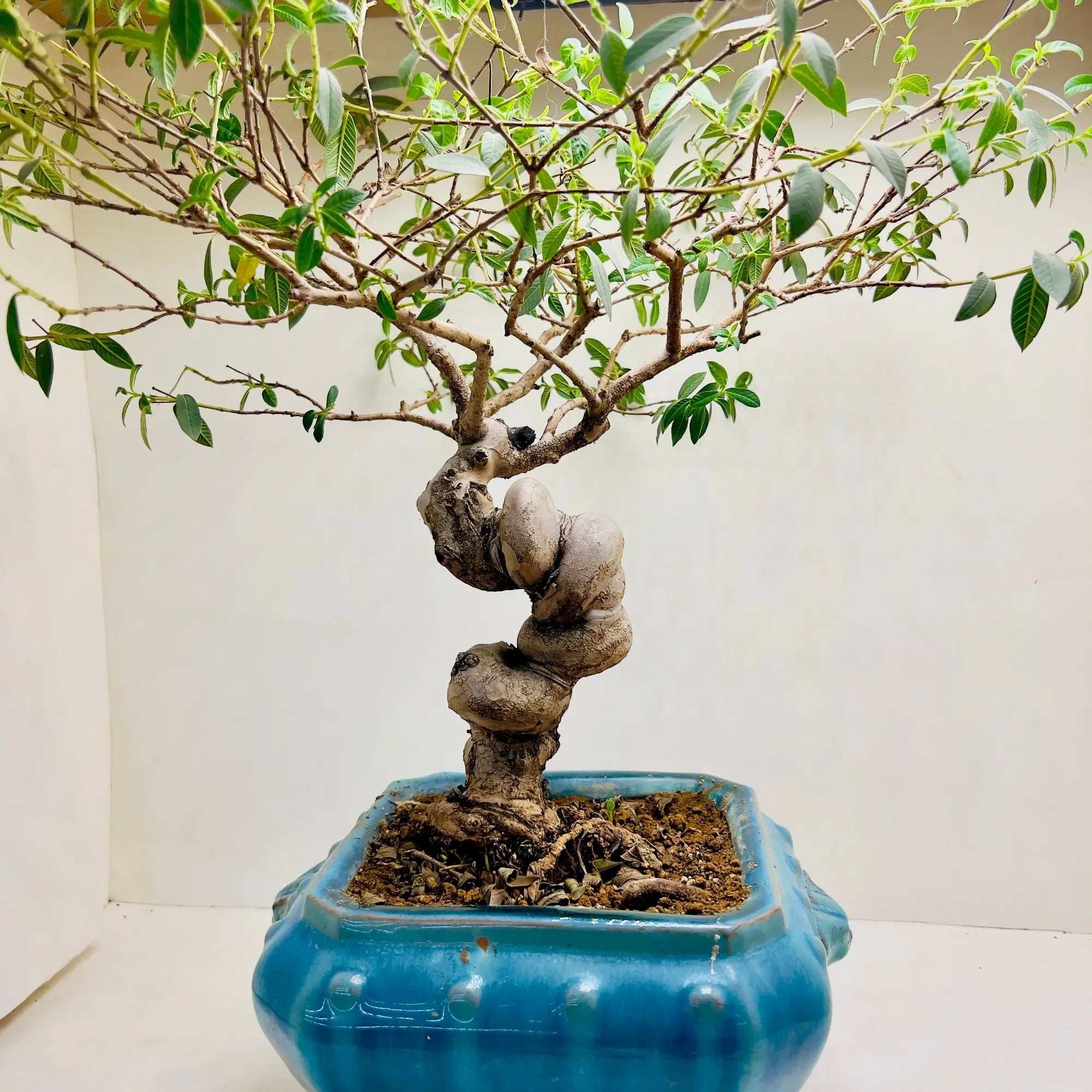 30 Year Old Guava Bonsai Tree | Exquisite Living Plant & Unique Gift