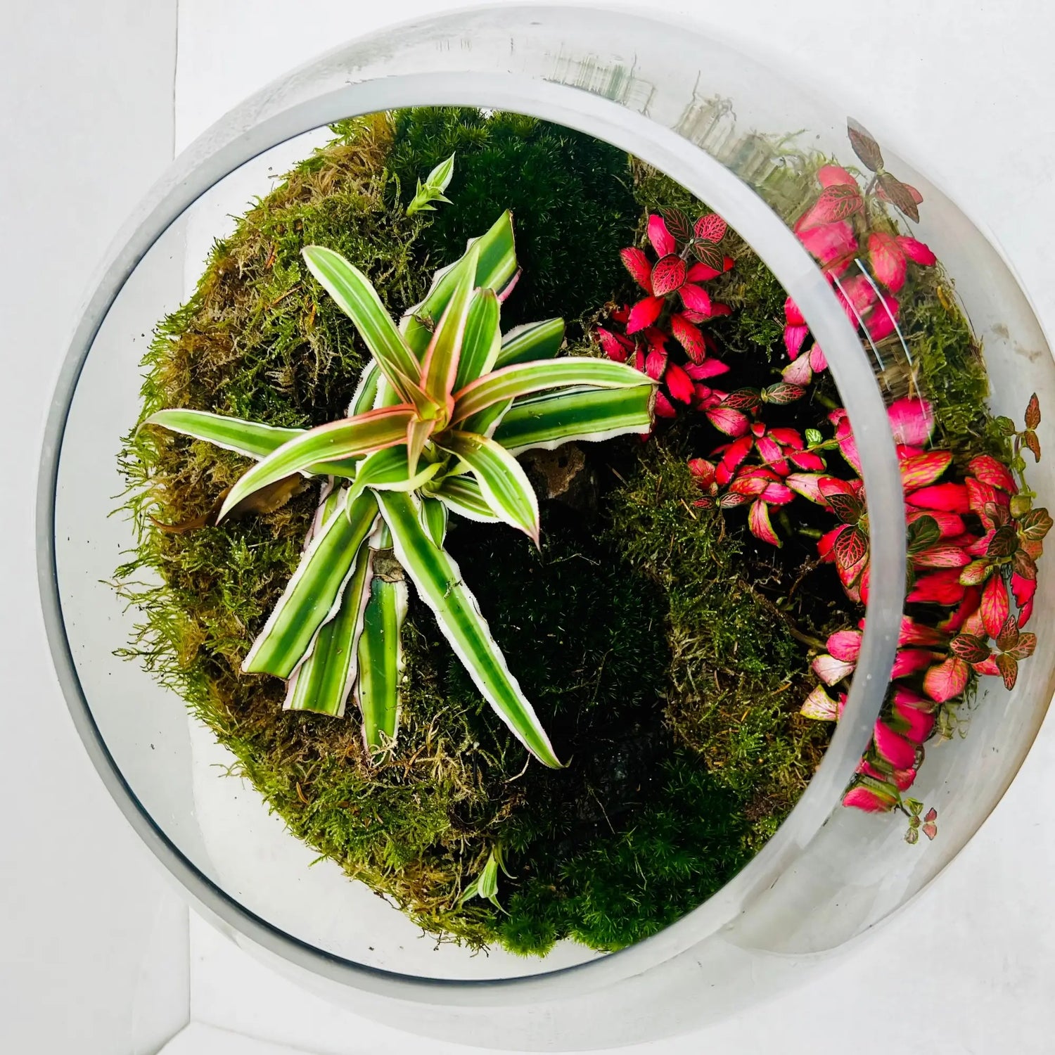 Handcrafted Plant Terrarium Shop in Dubai
