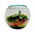 Handcrafted Plant Terrarium in Dubai