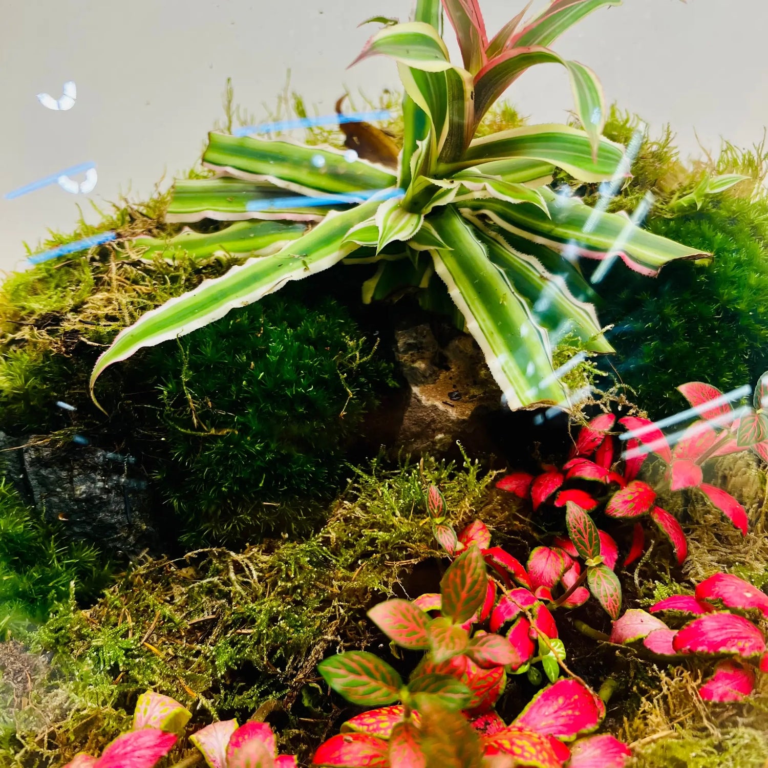 Handcrafted Plant Terrarium in UAE