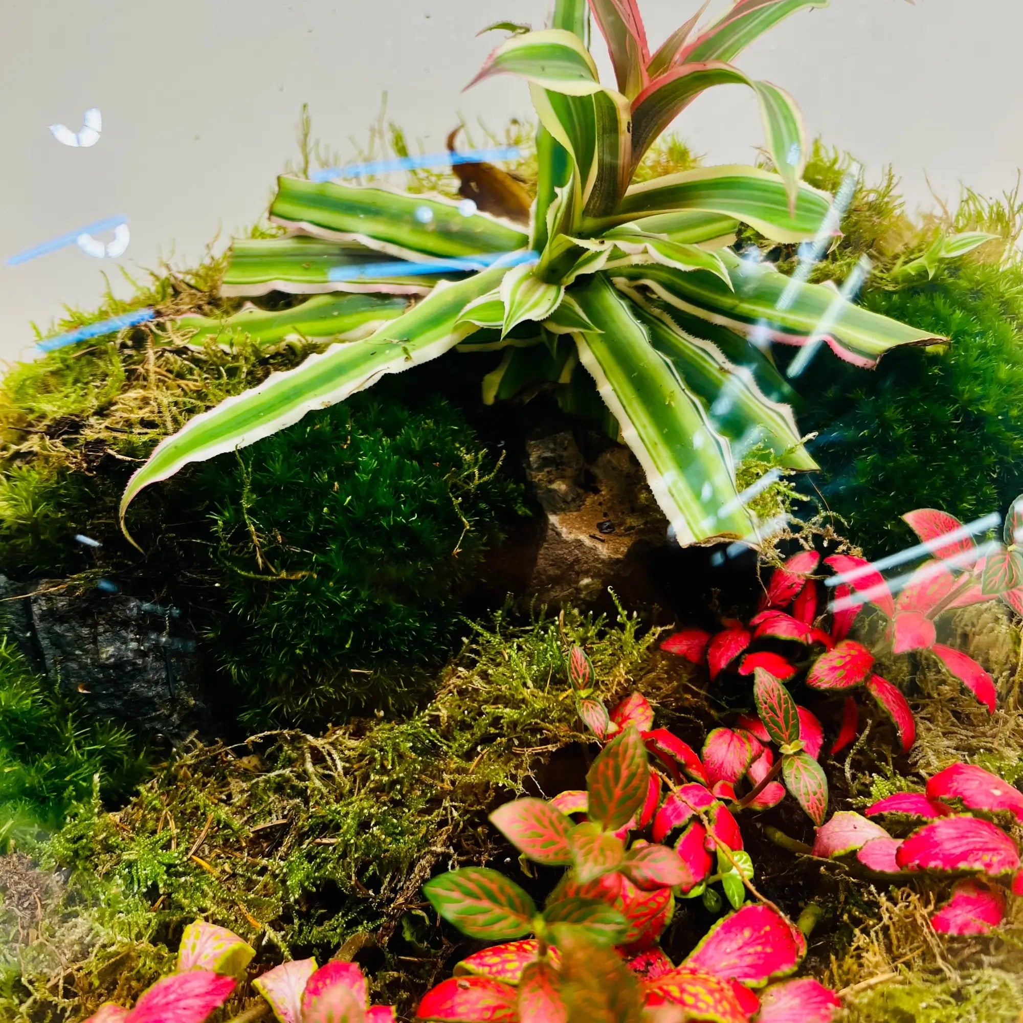 Handcrafted Plant Terrarium in UAE