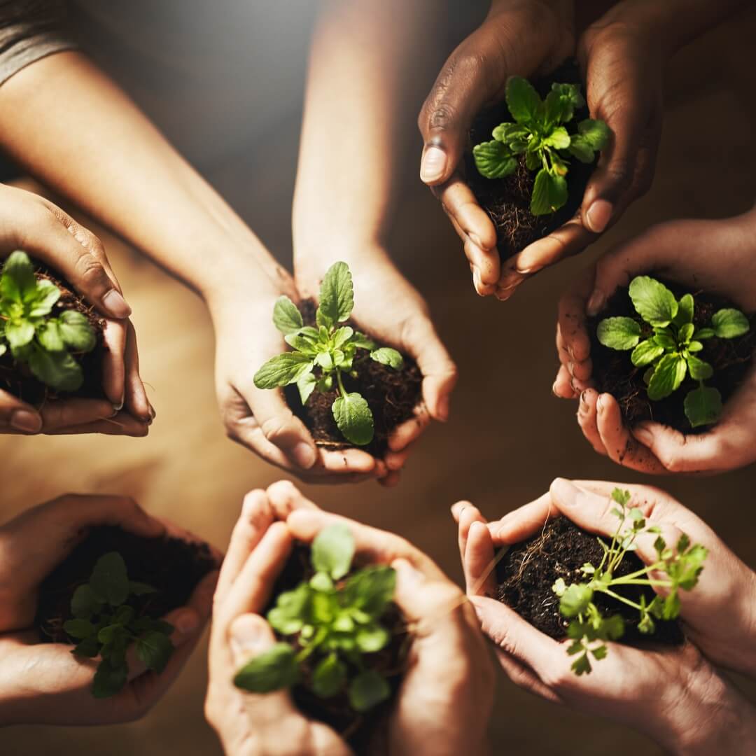 Hands Holding Plants Sustainability