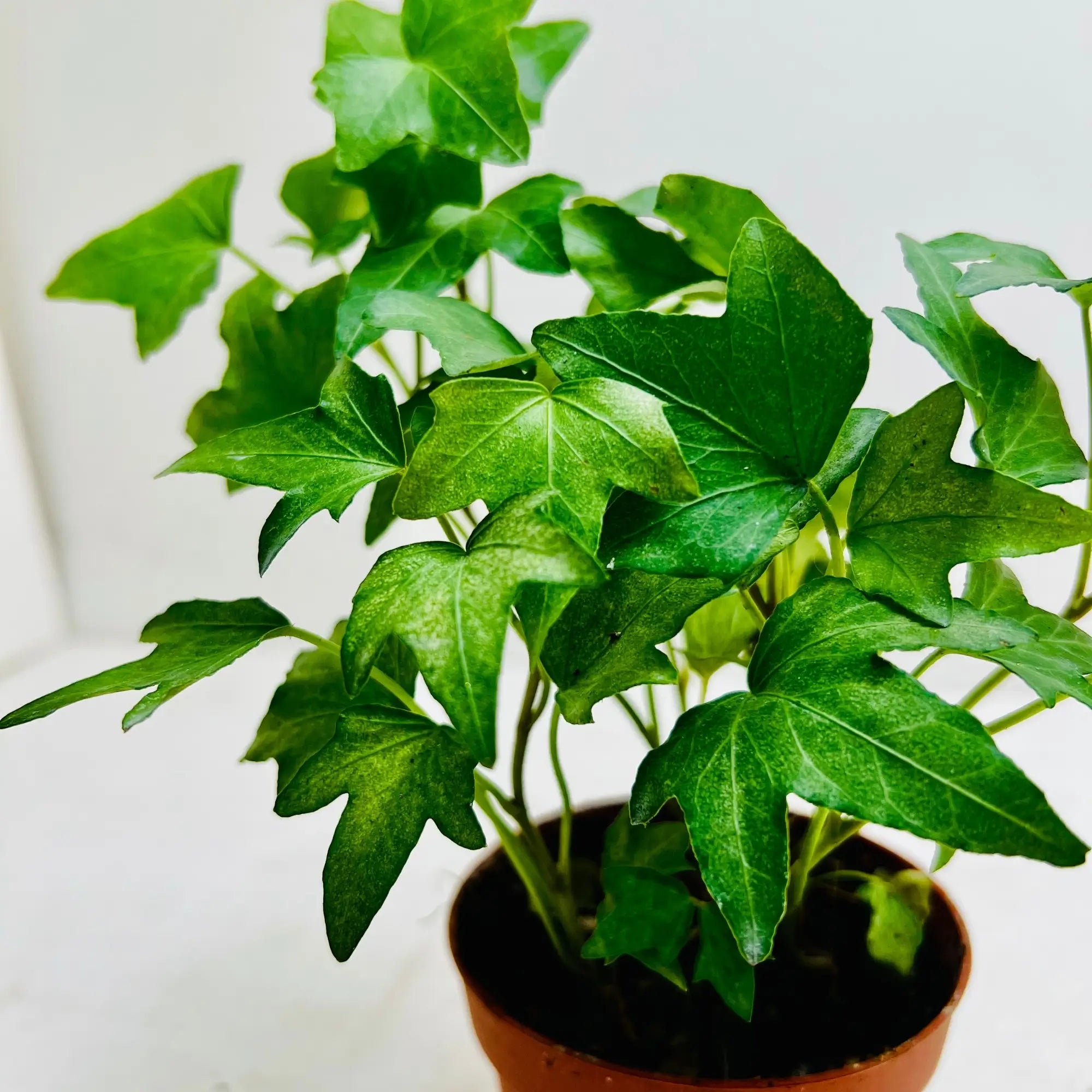 Hedera Helix English Ivy Rare Exotic Indoor Plant Dubai