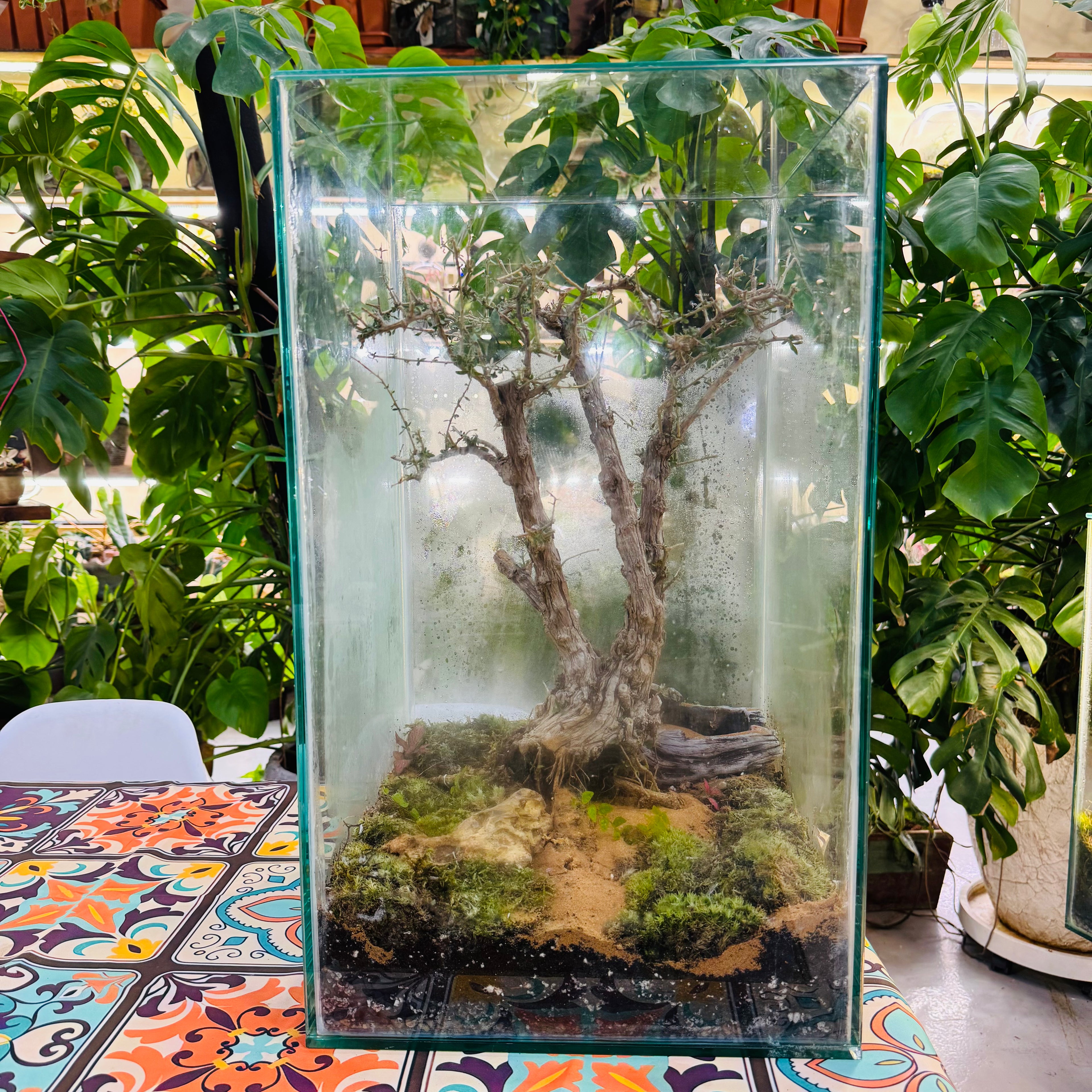 Closed Glass Terrarium with around 10 years old Bonsai Tree,& Moss & Tropical Micro-Landscape Hieght 60cm Width 32cm