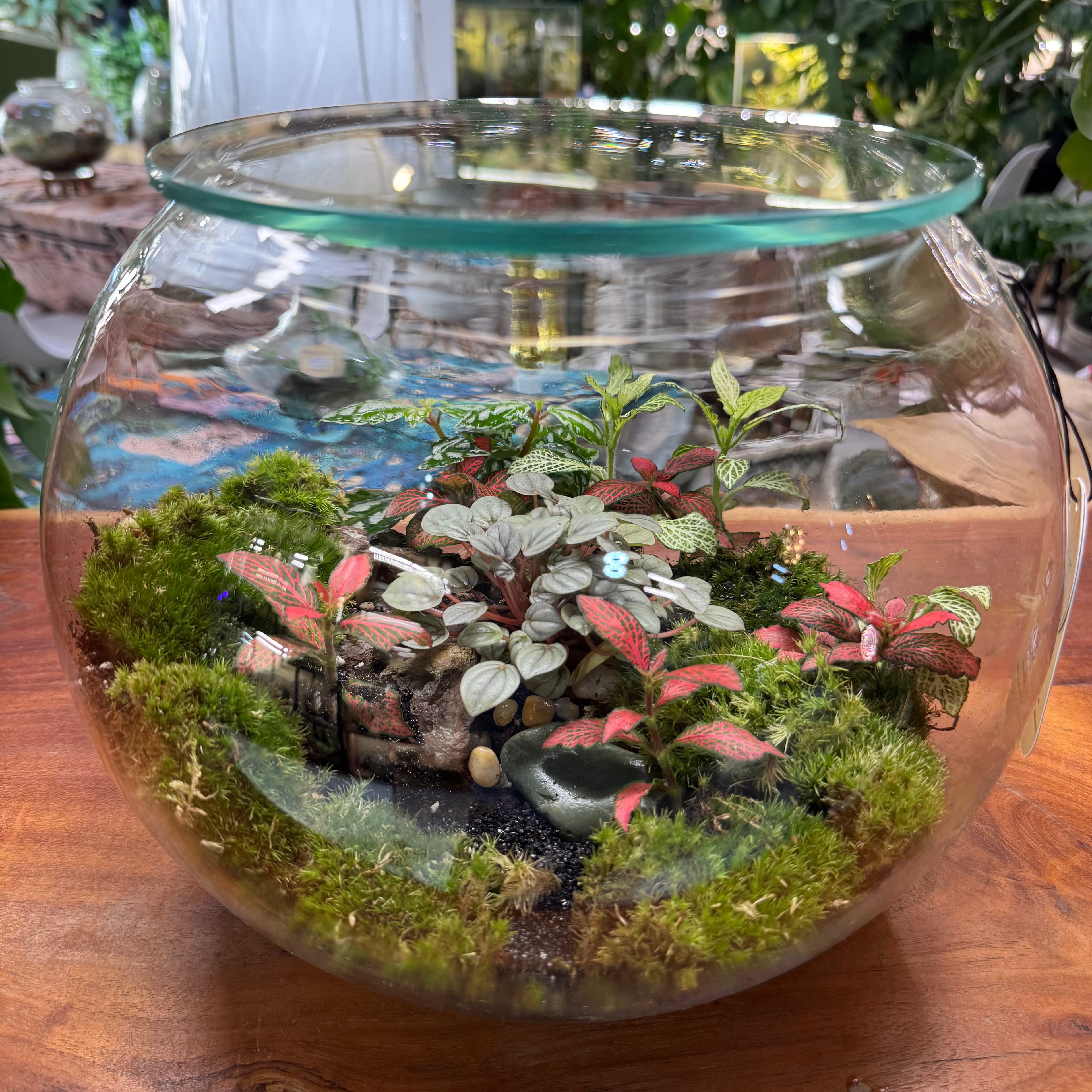 Closed Glass Terrarium with Fittonia & Peperomia – Low Maintenance Indoor Plant Bowl 25*25 cm