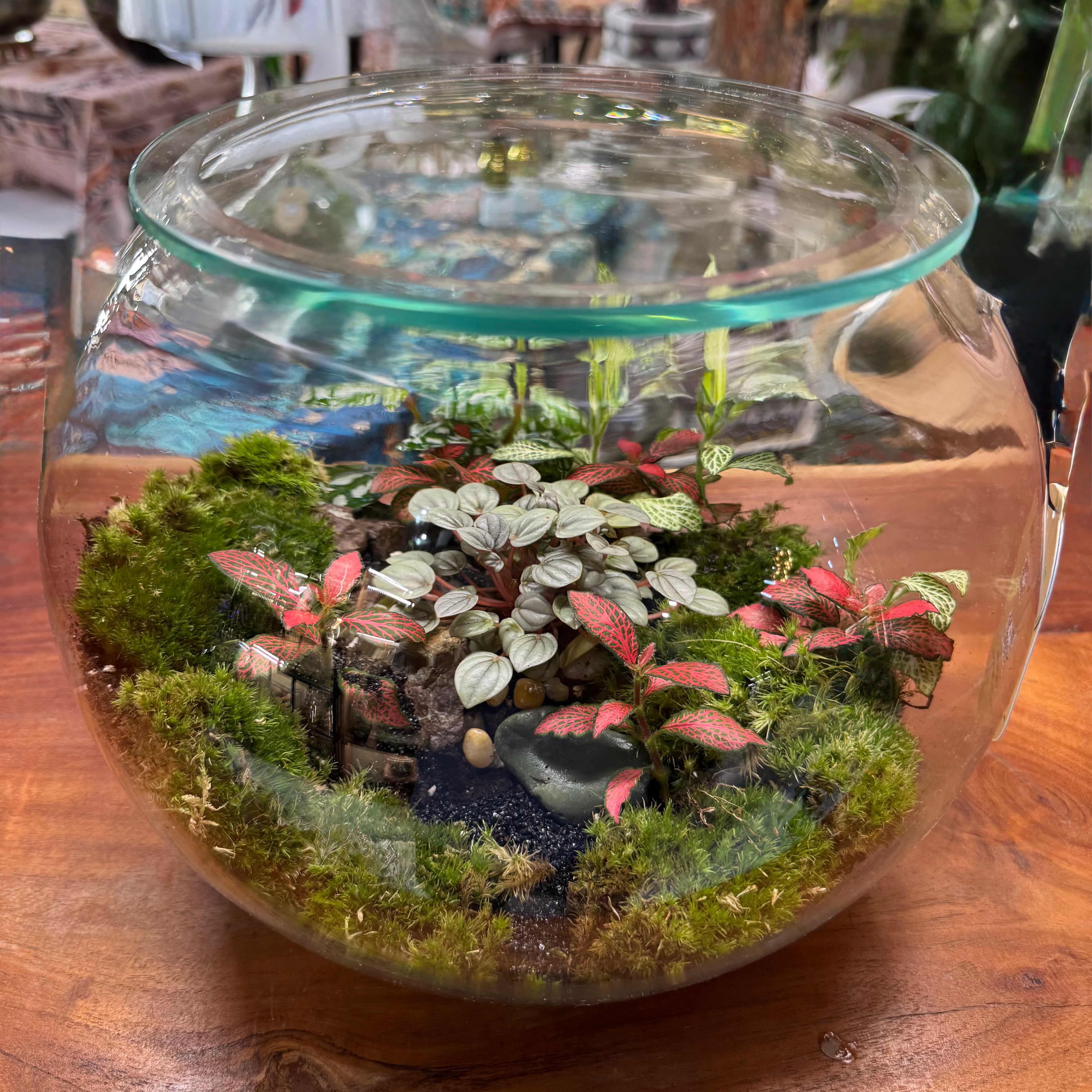 Closed Glass Terrarium with Fittonia & Peperomia – Low Maintenance Indoor Plant Bowl 25*25 cm