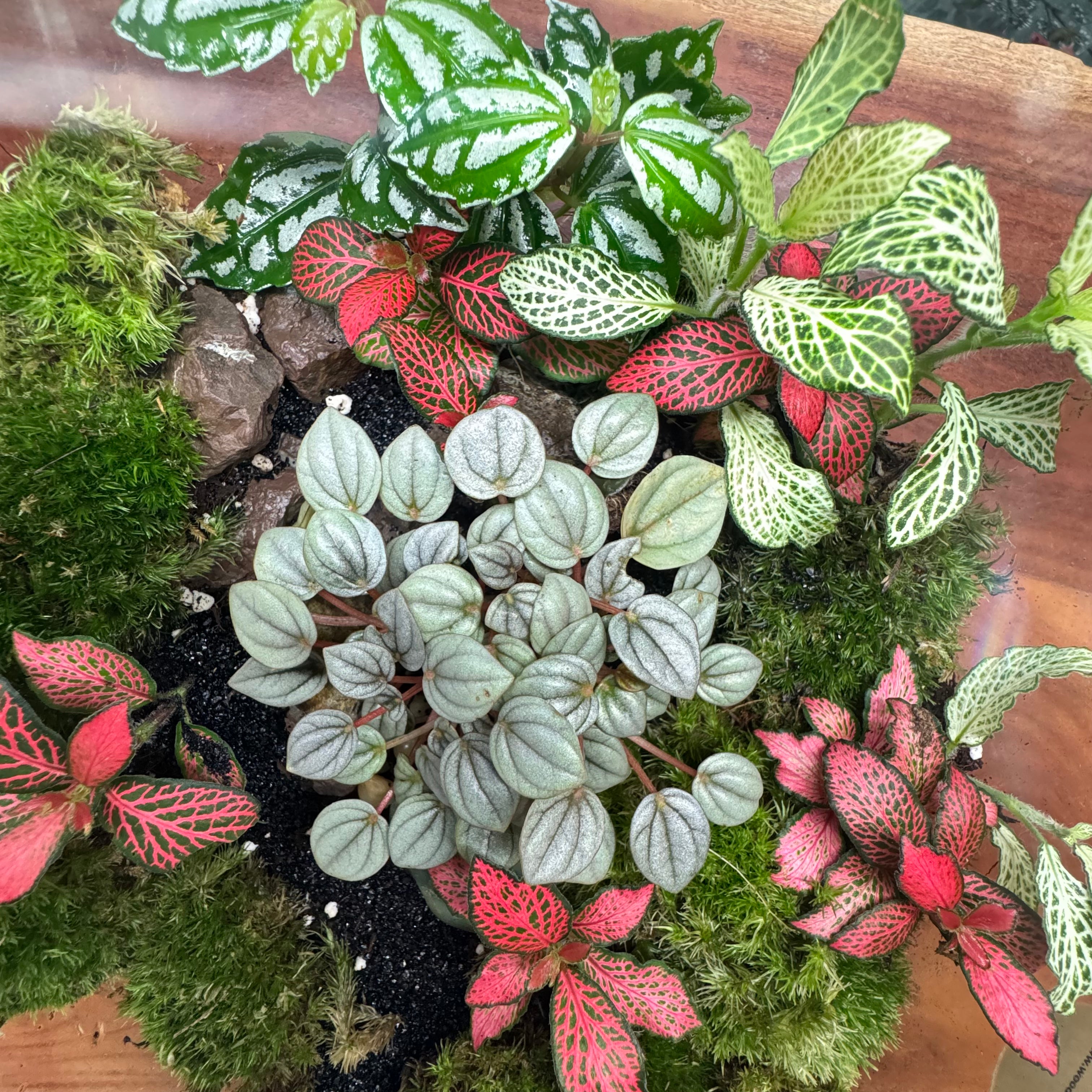 Closed Glass Terrarium with Fittonia & Peperomia – Low Maintenance Indoor Plant Bowl 25*25 cm