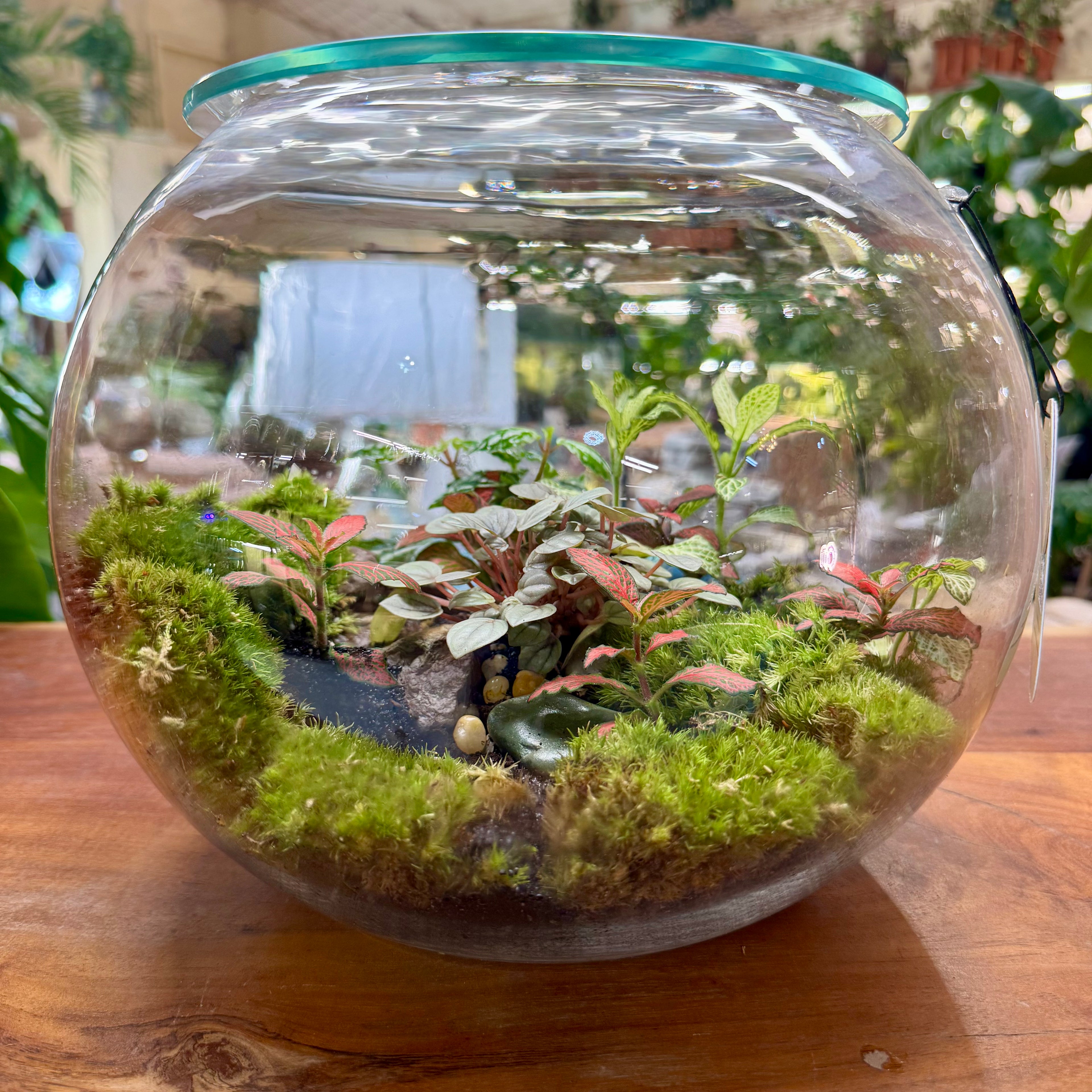 Closed Glass Terrarium with Fittonia & Peperomia – Low Maintenance Indoor Plant Bowl 25*25 cm