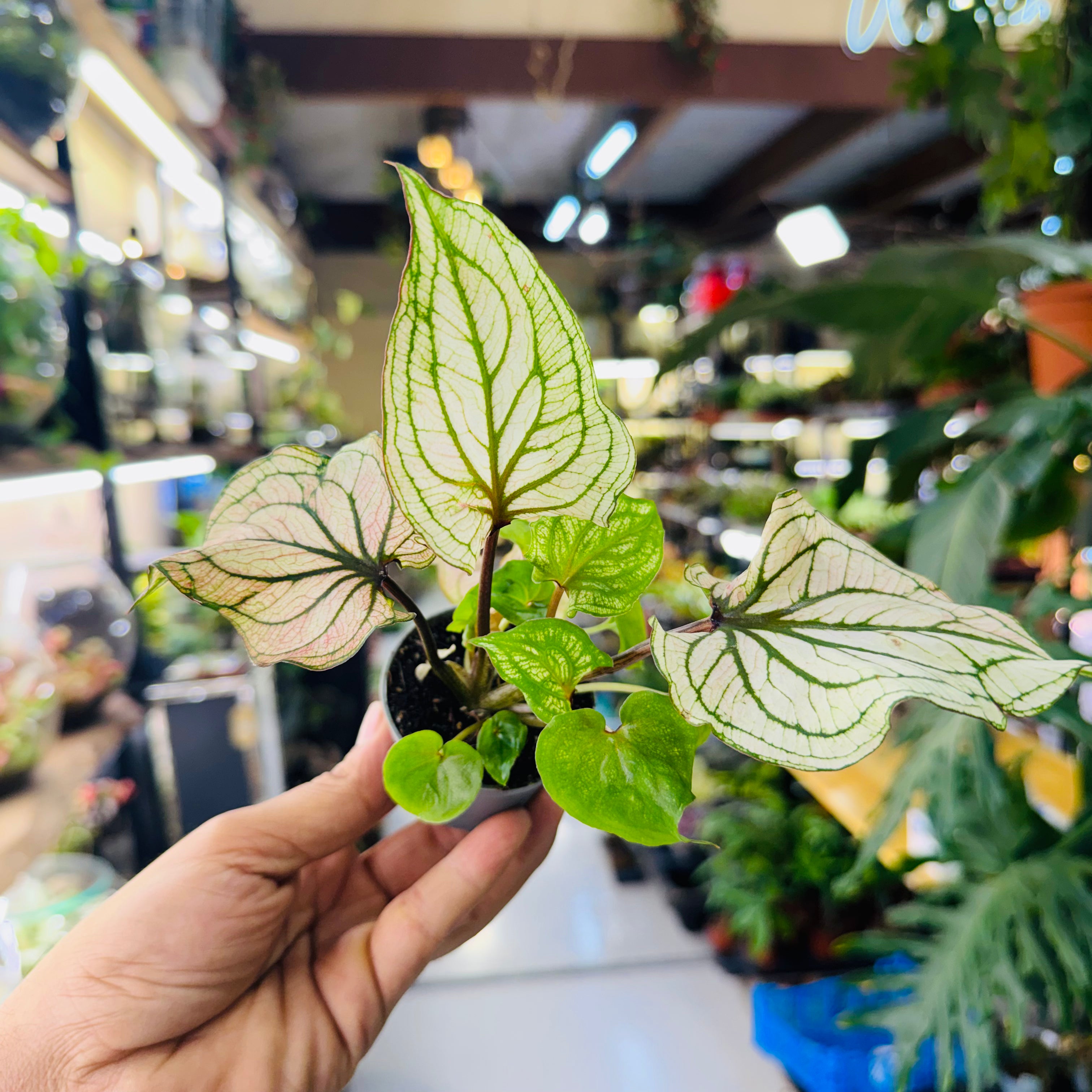 Caladium Plant – Vibrant Foliage for Stunning Indoor 10*7cm