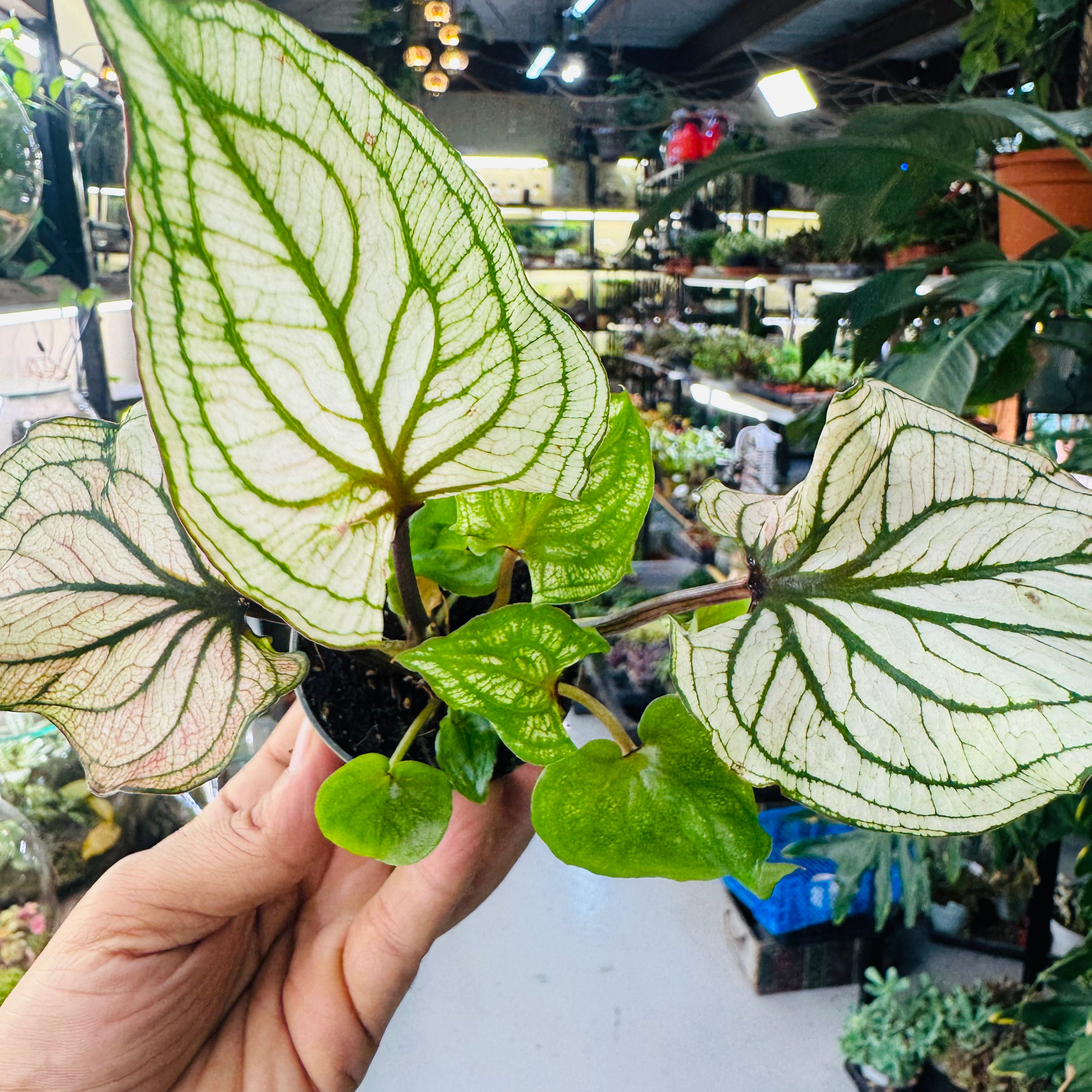 Caladium Plant – Vibrant Foliage for Stunning Indoor 10*7cm