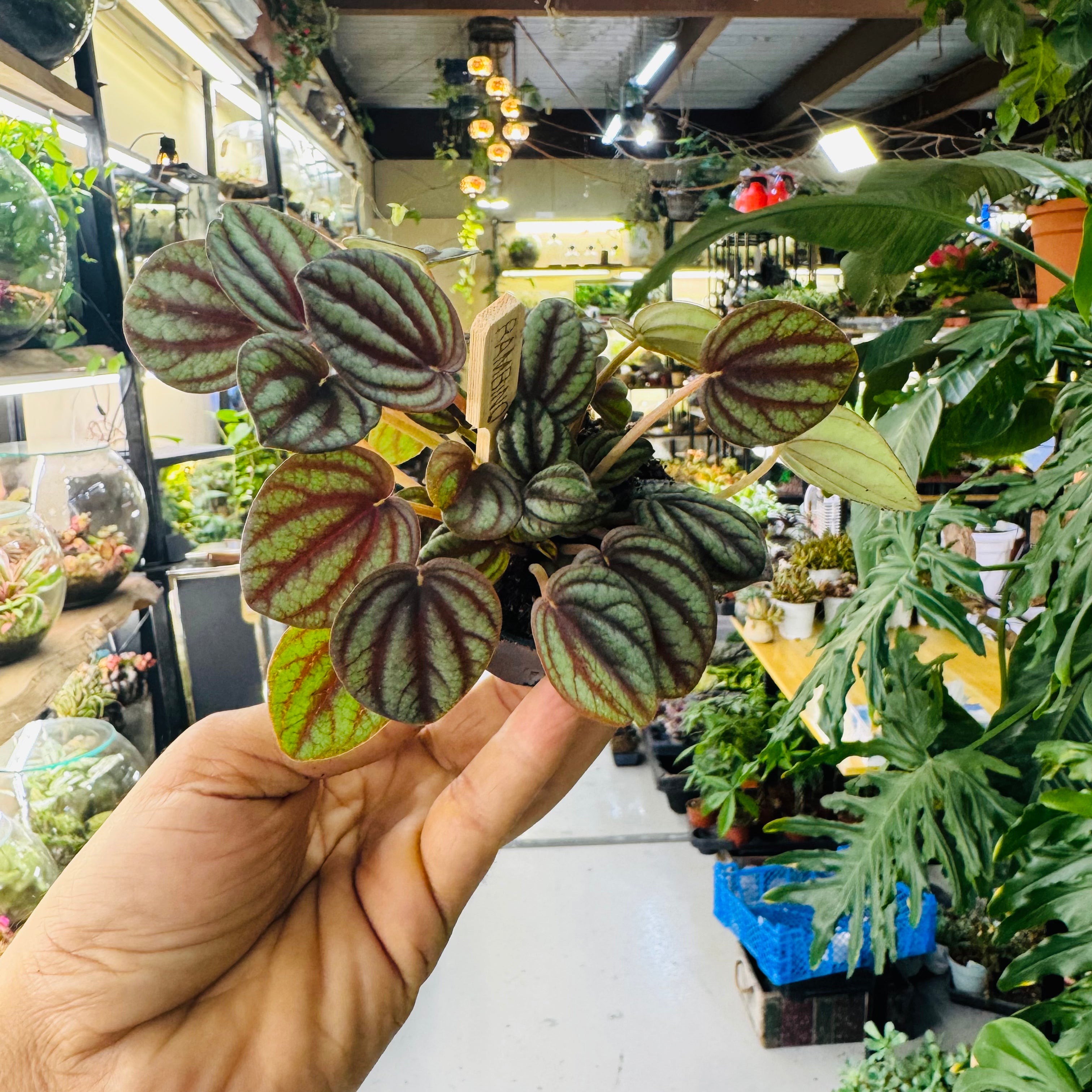 Peperomia Watermelon Leaves Plant – Unique Striped Leaves for Stylish Indoor Décor