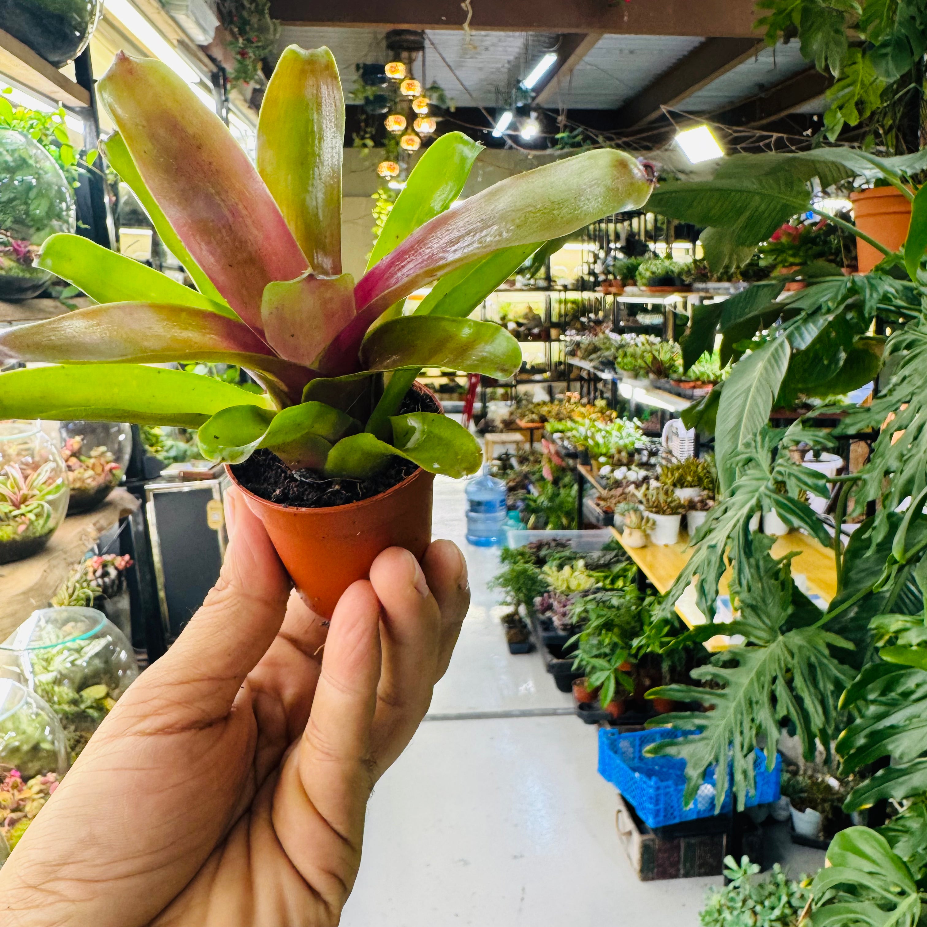 Bromeliad Plant – Striking Green & Red Foliage for Vibrant Indoor Spaces