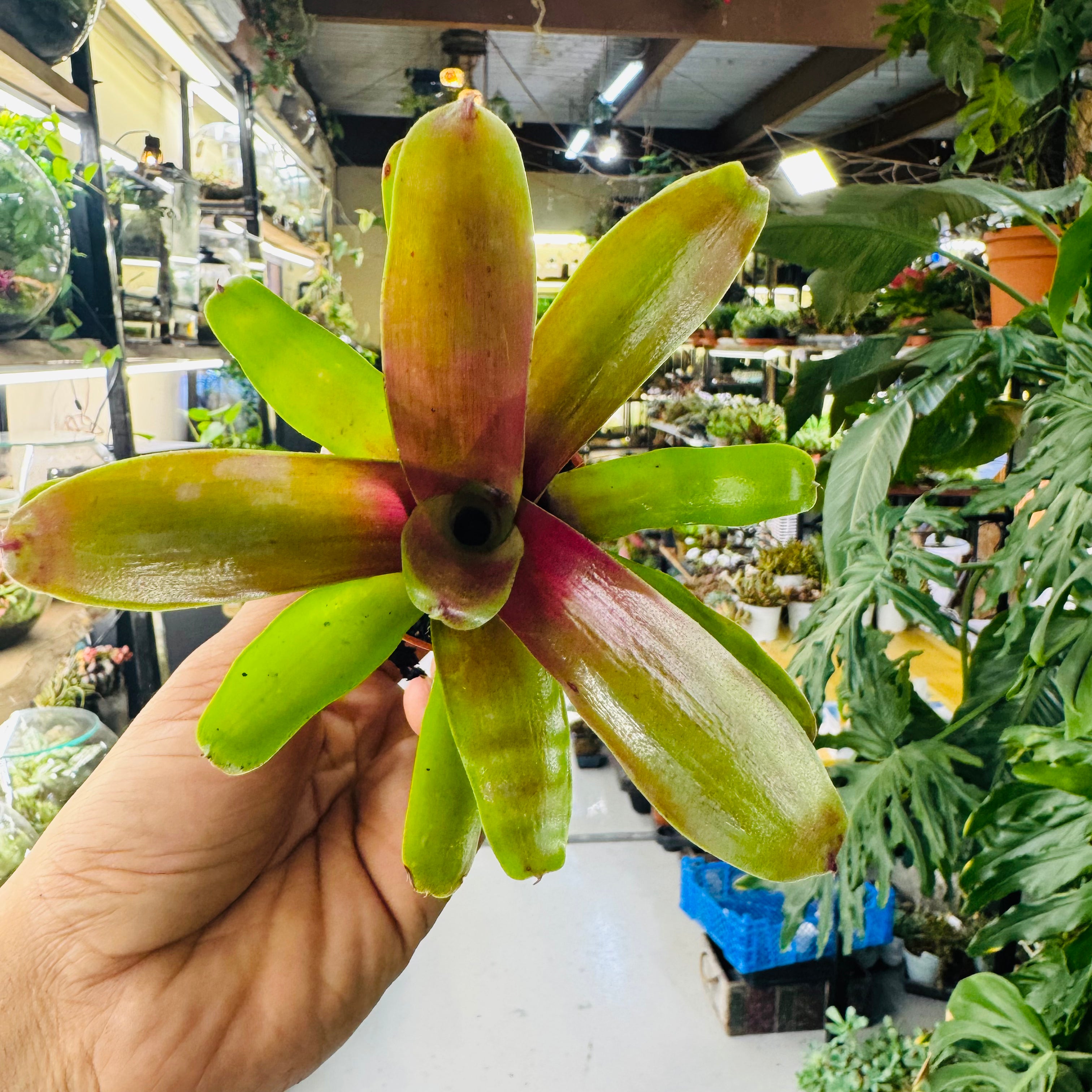 Bromeliad Plant – Striking Green & Red Foliage for Vibrant Indoor Spaces