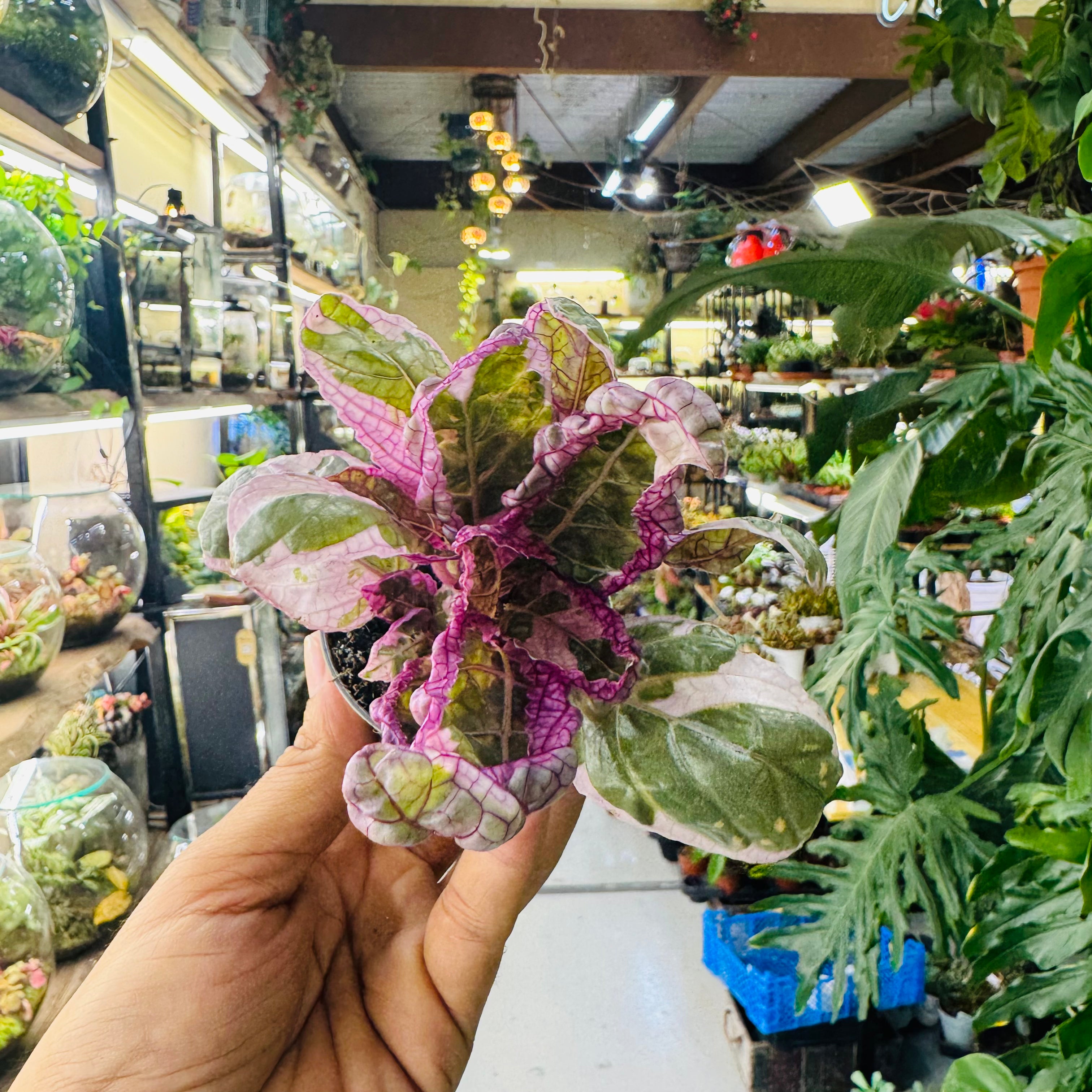 Snow White Alternanthera Plant – Beautiful Pink & White Foliage for Indoors and Terrariums