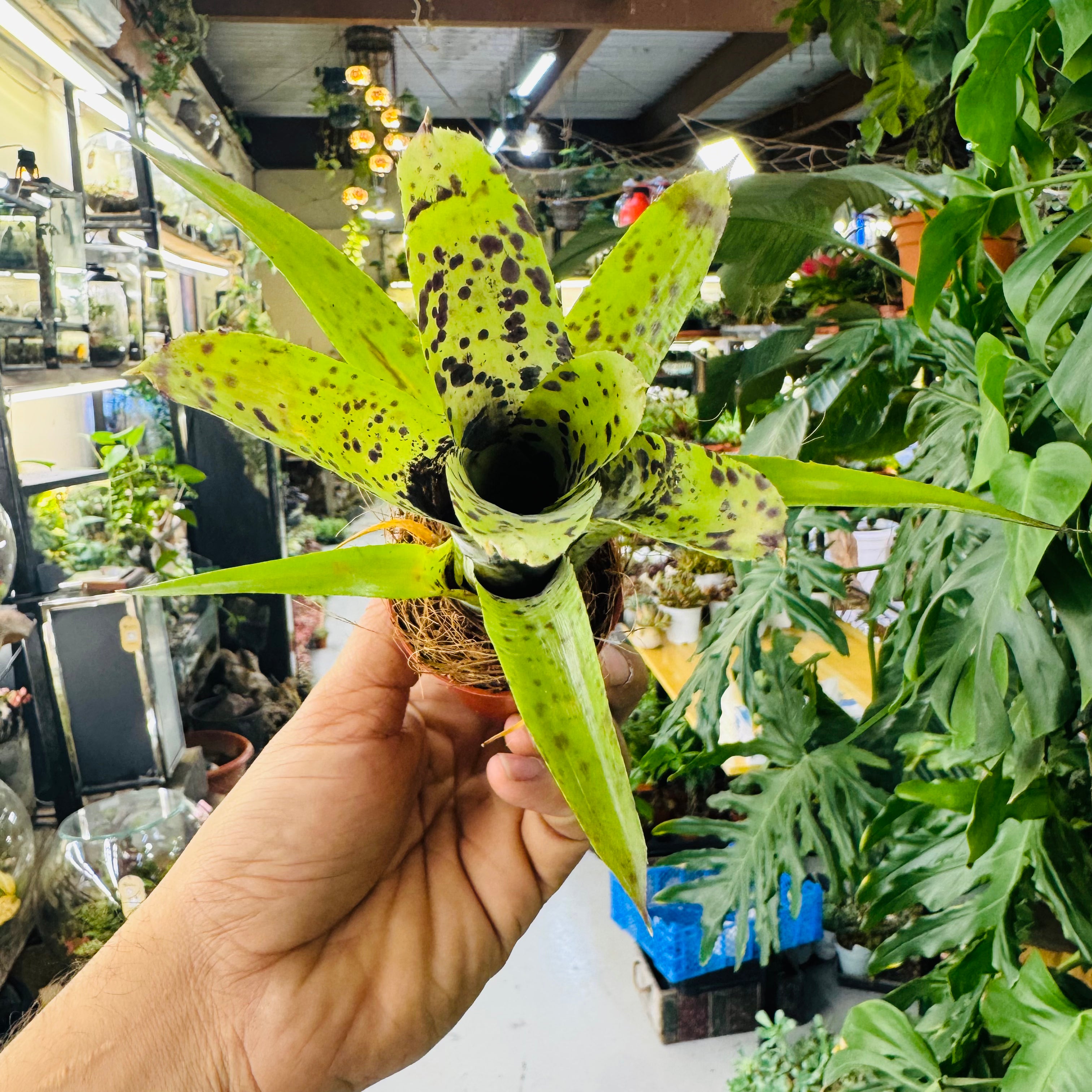 Bromeliads Green & Spotty Leaves – Exotic Indoor and Terrarium Foliage Plant