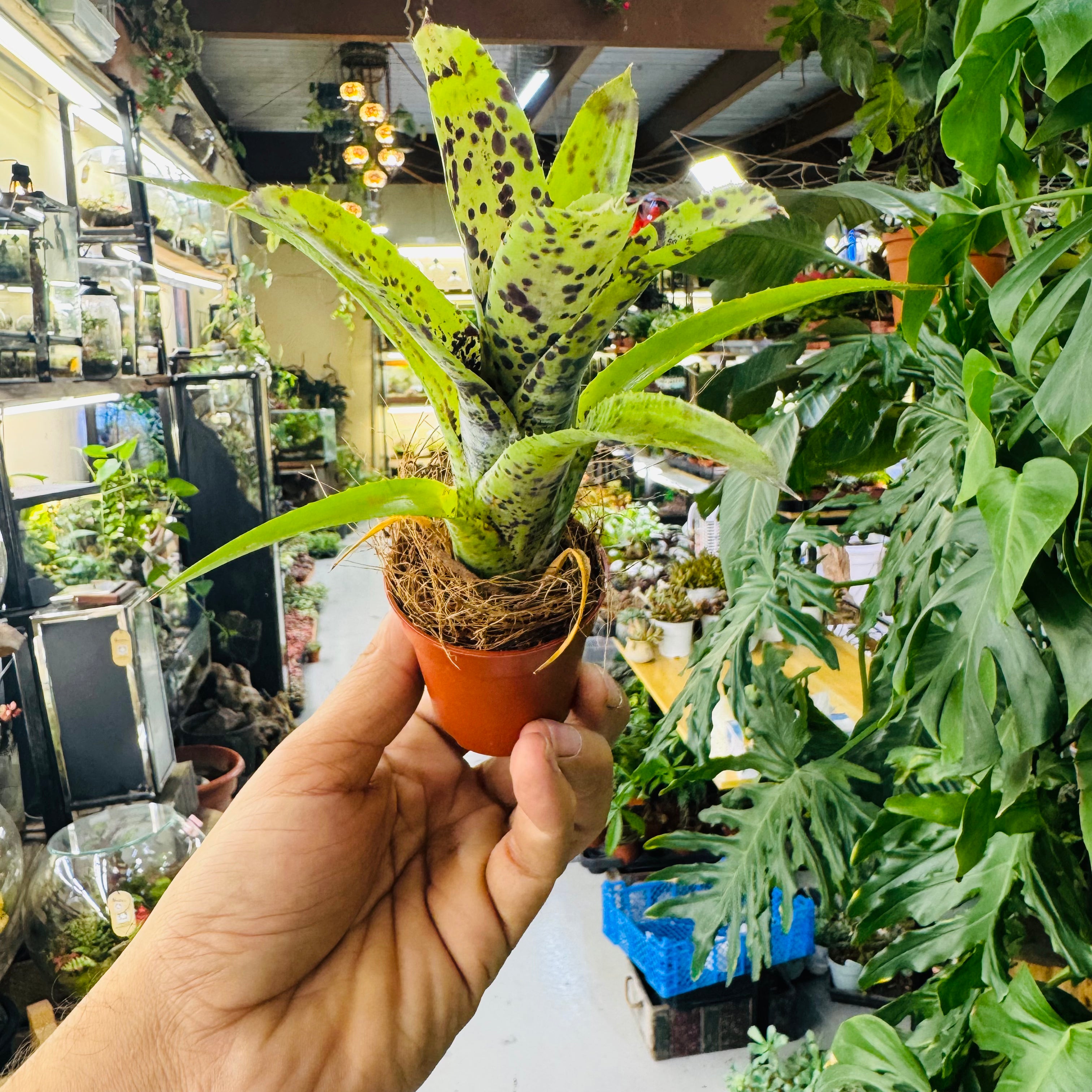 Bromeliads Green & Spotty Leaves – Exotic Indoor and Terrarium Foliage Plant