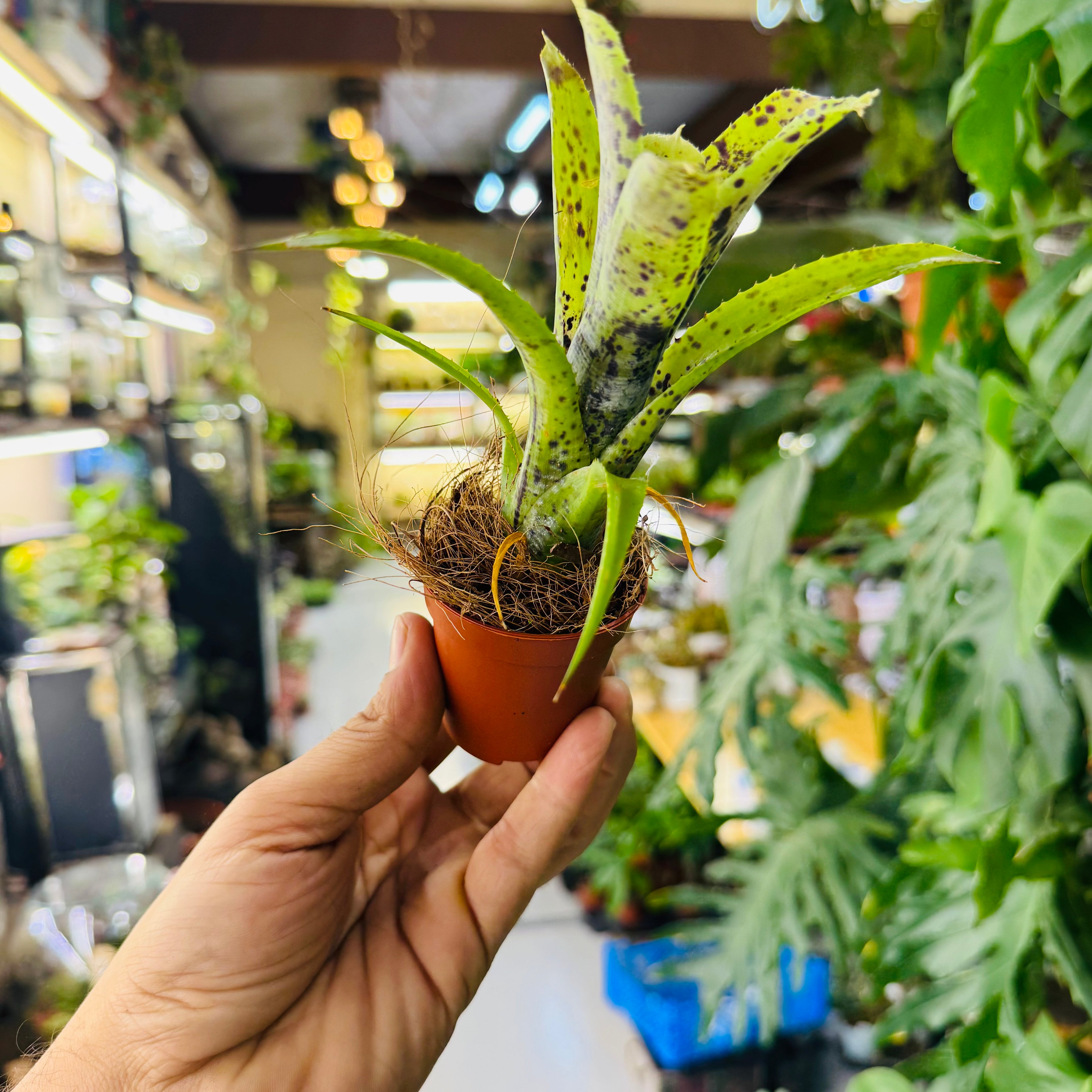 Bromeliads Green & Spotty Leaves – Exotic Indoor and Terrarium Foliage Plant