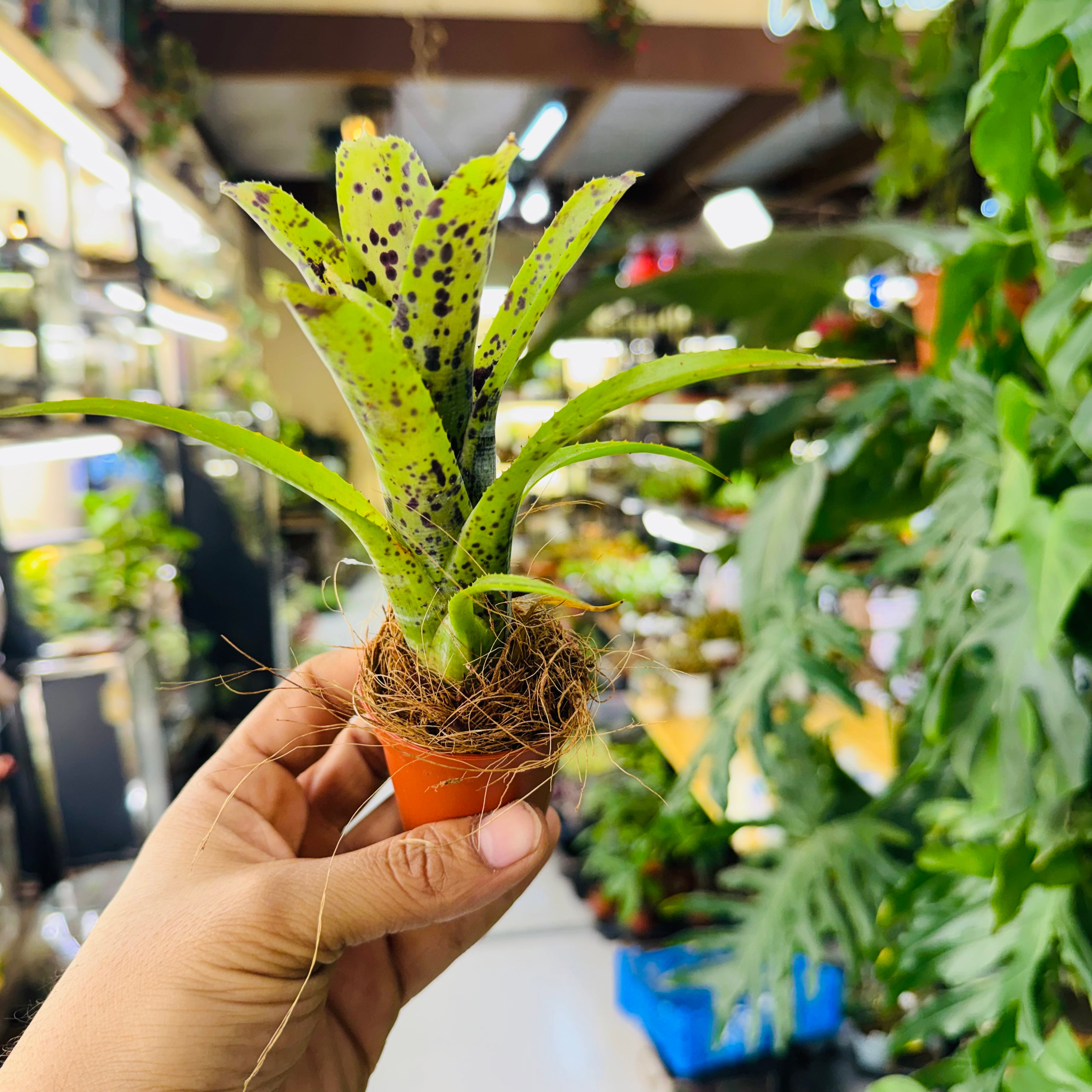 Bromeliads Green & Spotty Leaves – Exotic Indoor and Terrarium Foliage Plant