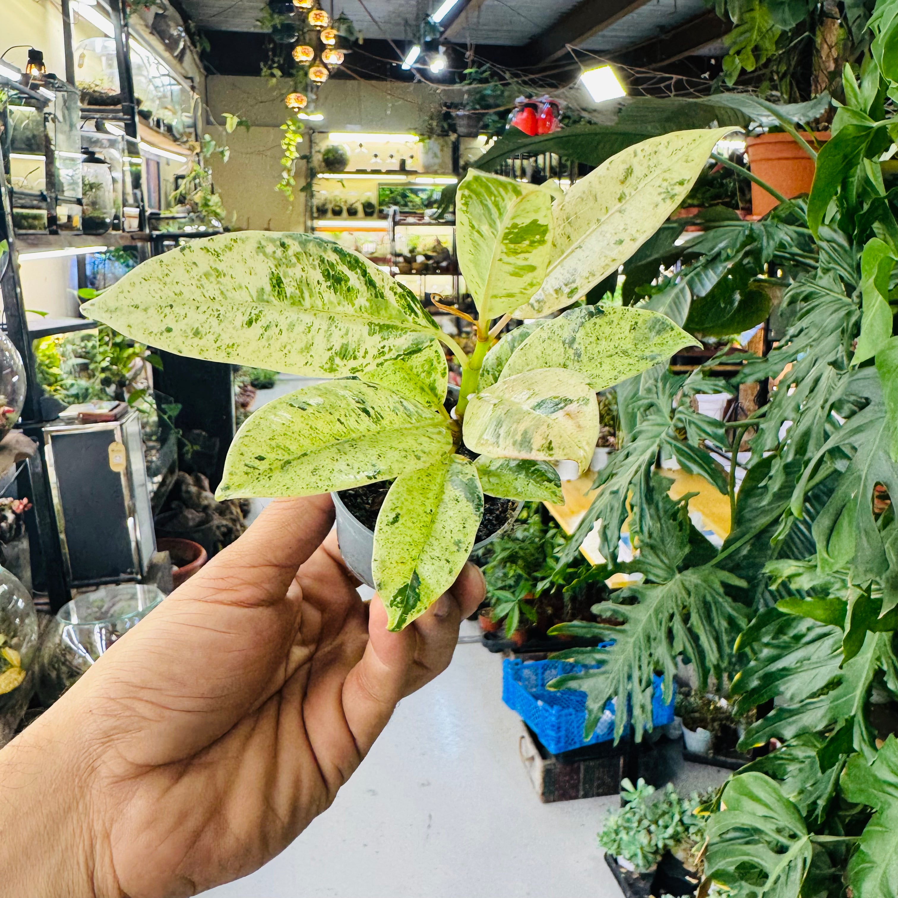 Dieffenbachia Variegated – Elegant Indoor & Terrarium Foliage Plant