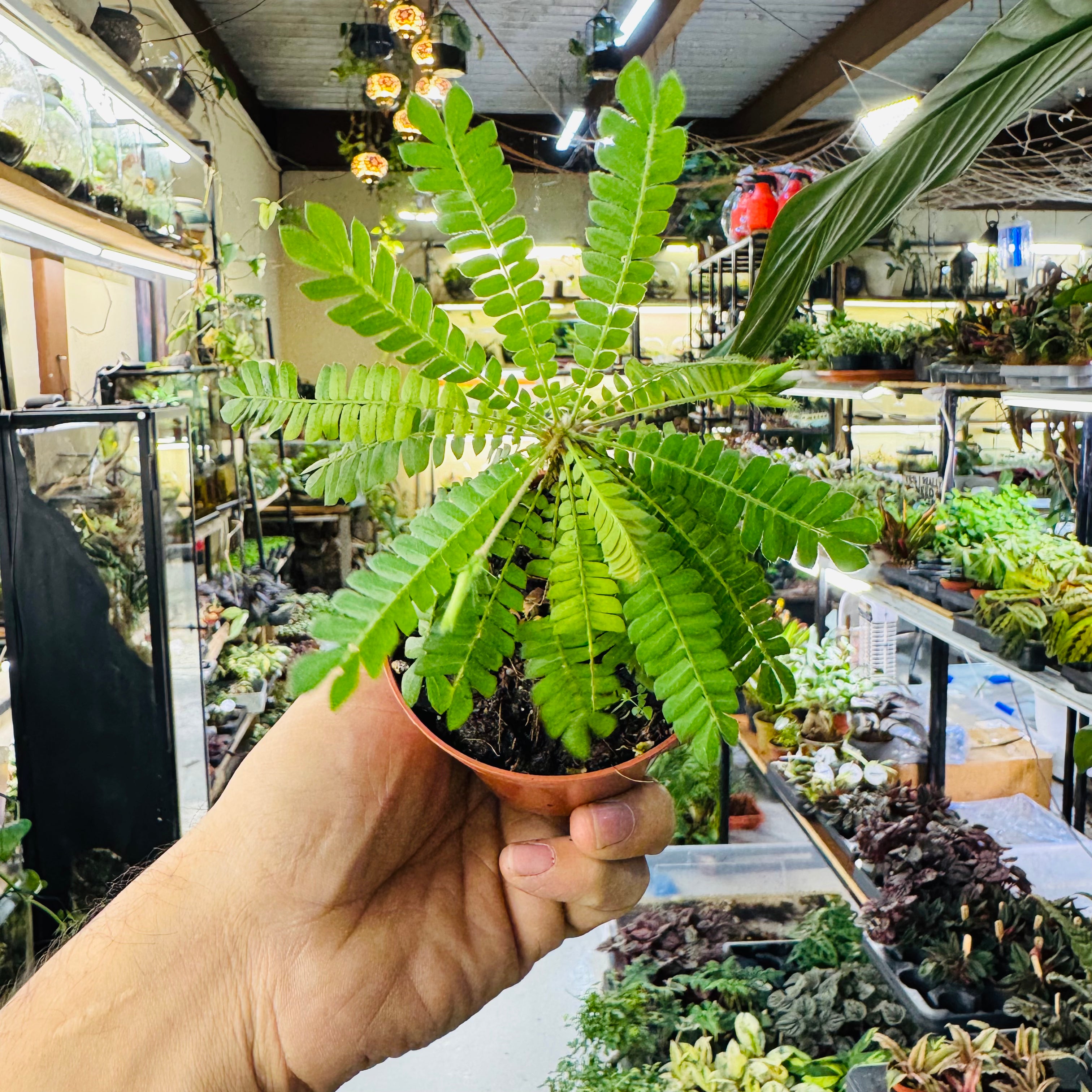 Mini Palm Tree – Tropical Terrarium & Indoor Decorative Plant 13cm