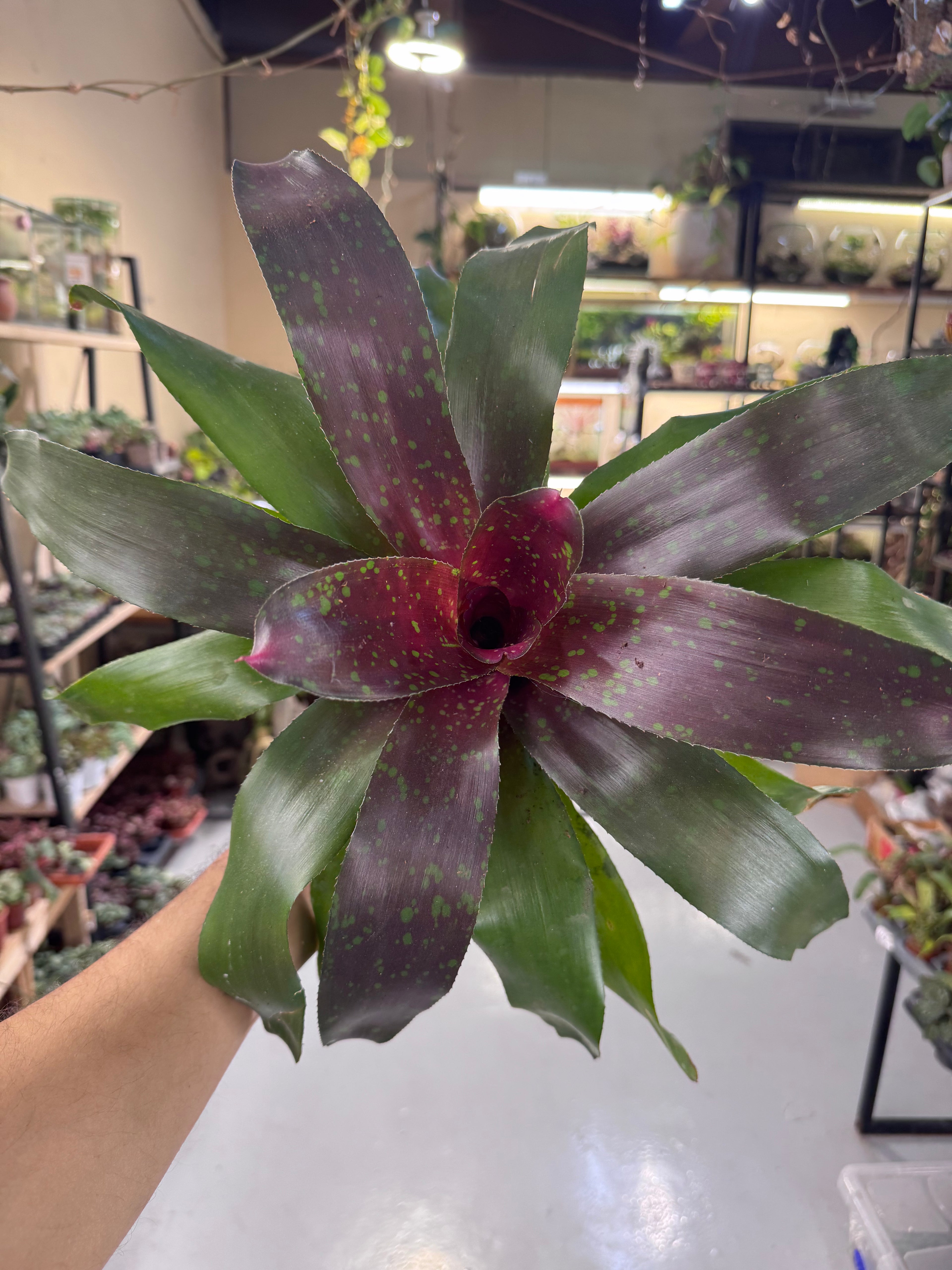 Bromeliad Plant – Tropical Indoor Decorative Houseplant 30 cm