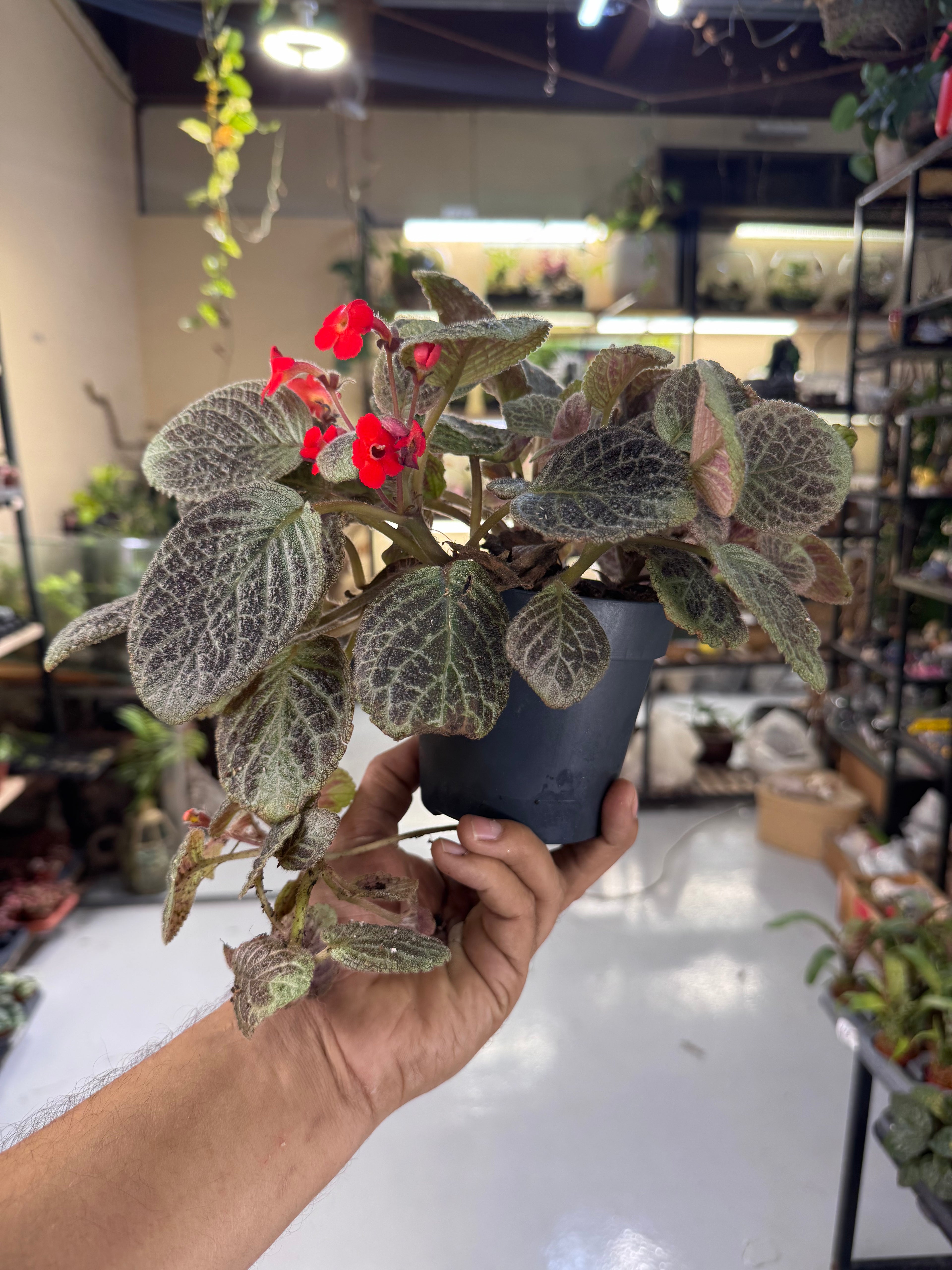Episcia (Flame Violet) – Tropical Flowering Indoor & Terrarium Plant