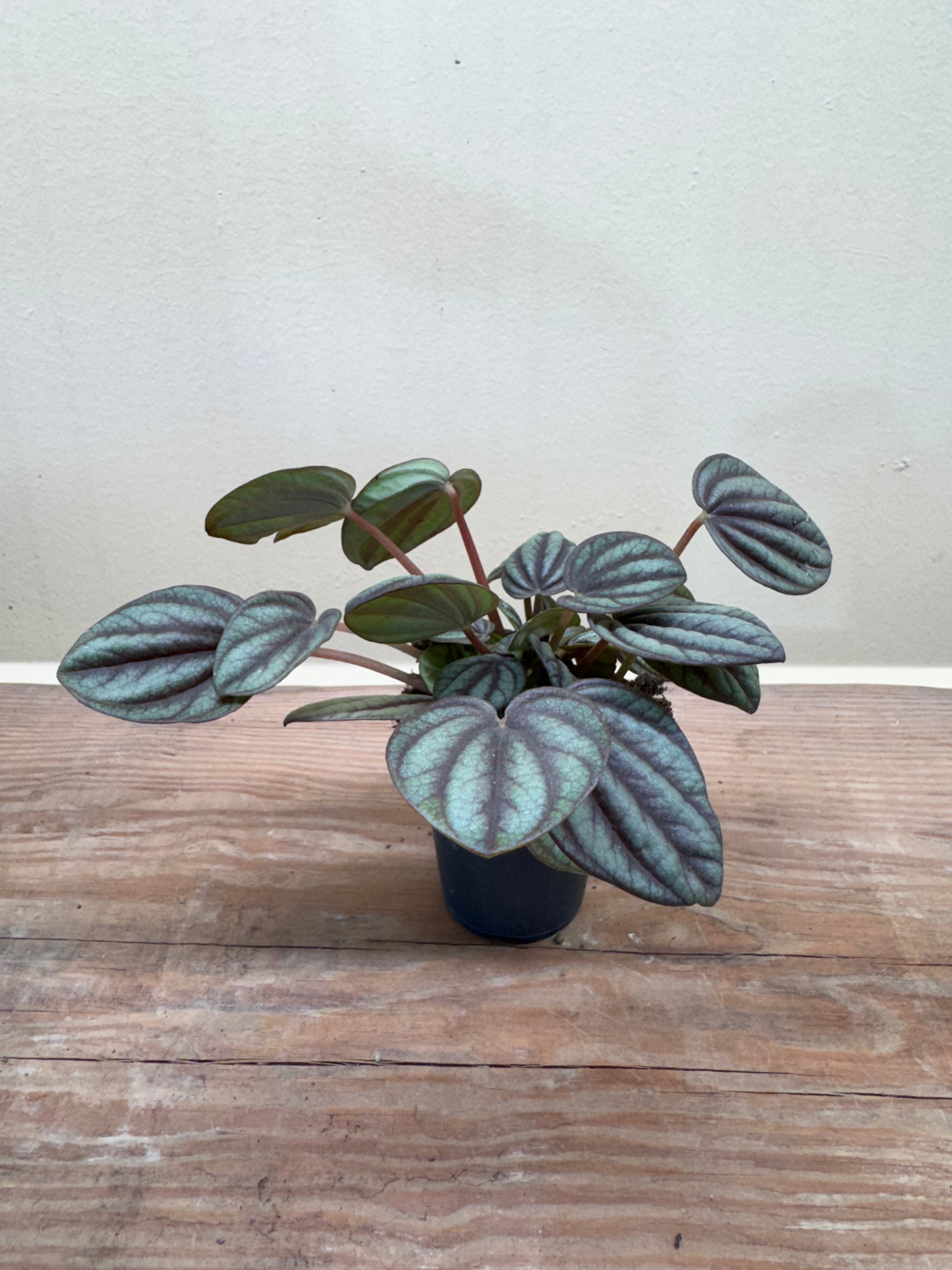 Watermelon Peperomia (Peperomia argyreia) – Decorative Indoor & Terrarium Plant 10cm