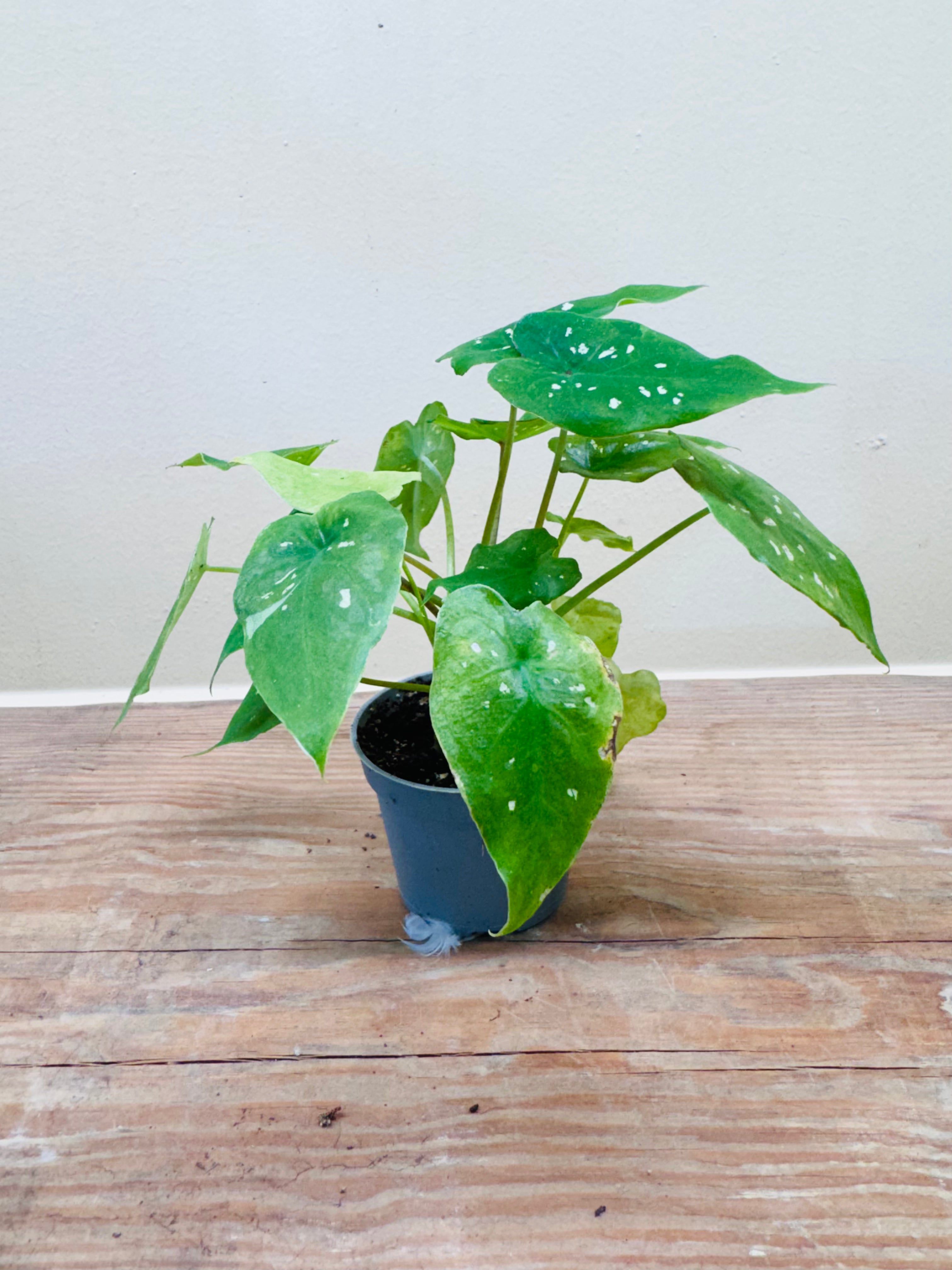 Alocasia Hilo Beauty – Exotic Mini Tropical Plant for Terrariums & Indoor Spaces 15cm