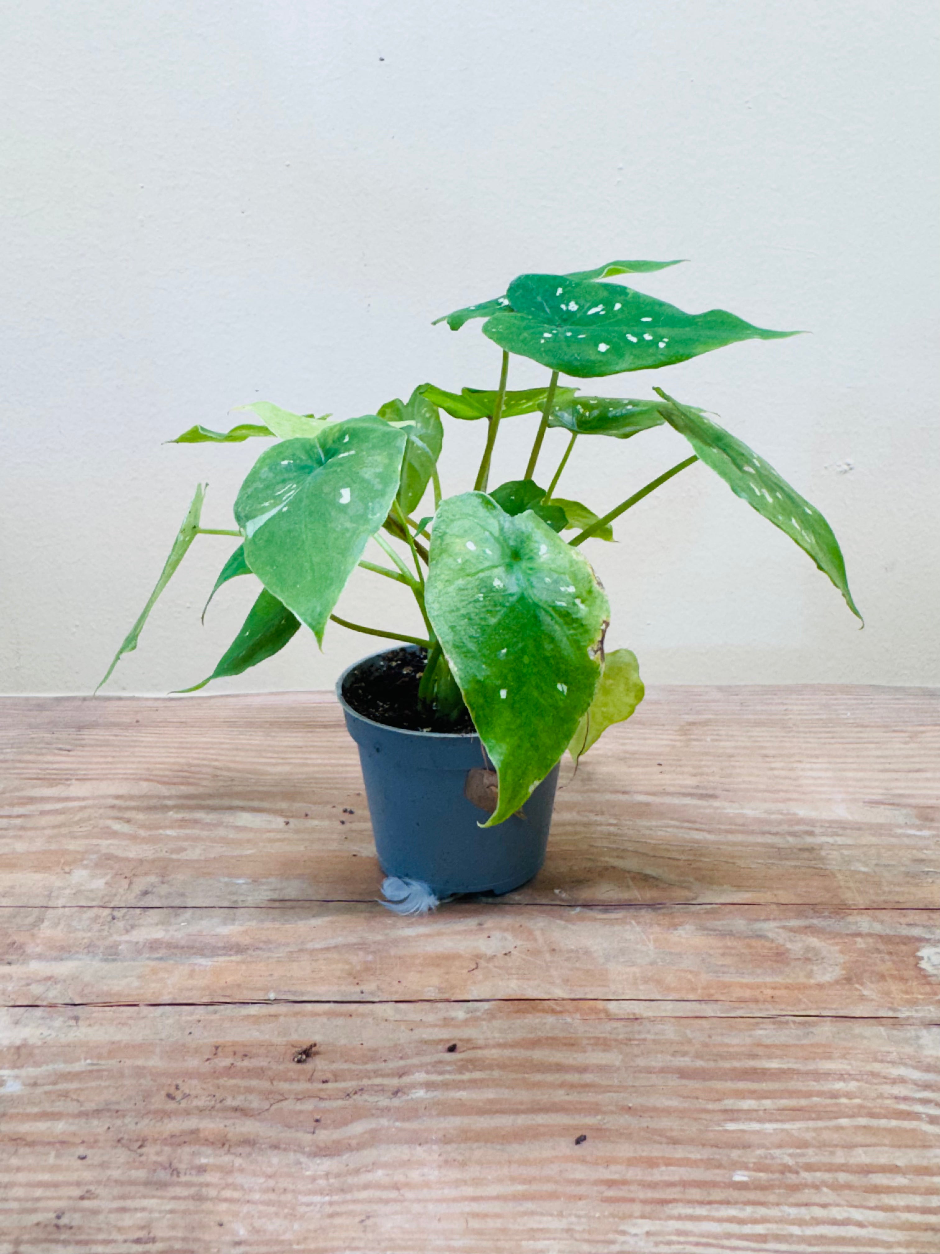 Alocasia Hilo Beauty – Exotic Mini Tropical Plant for Terrariums & Indoor Spaces 15cm