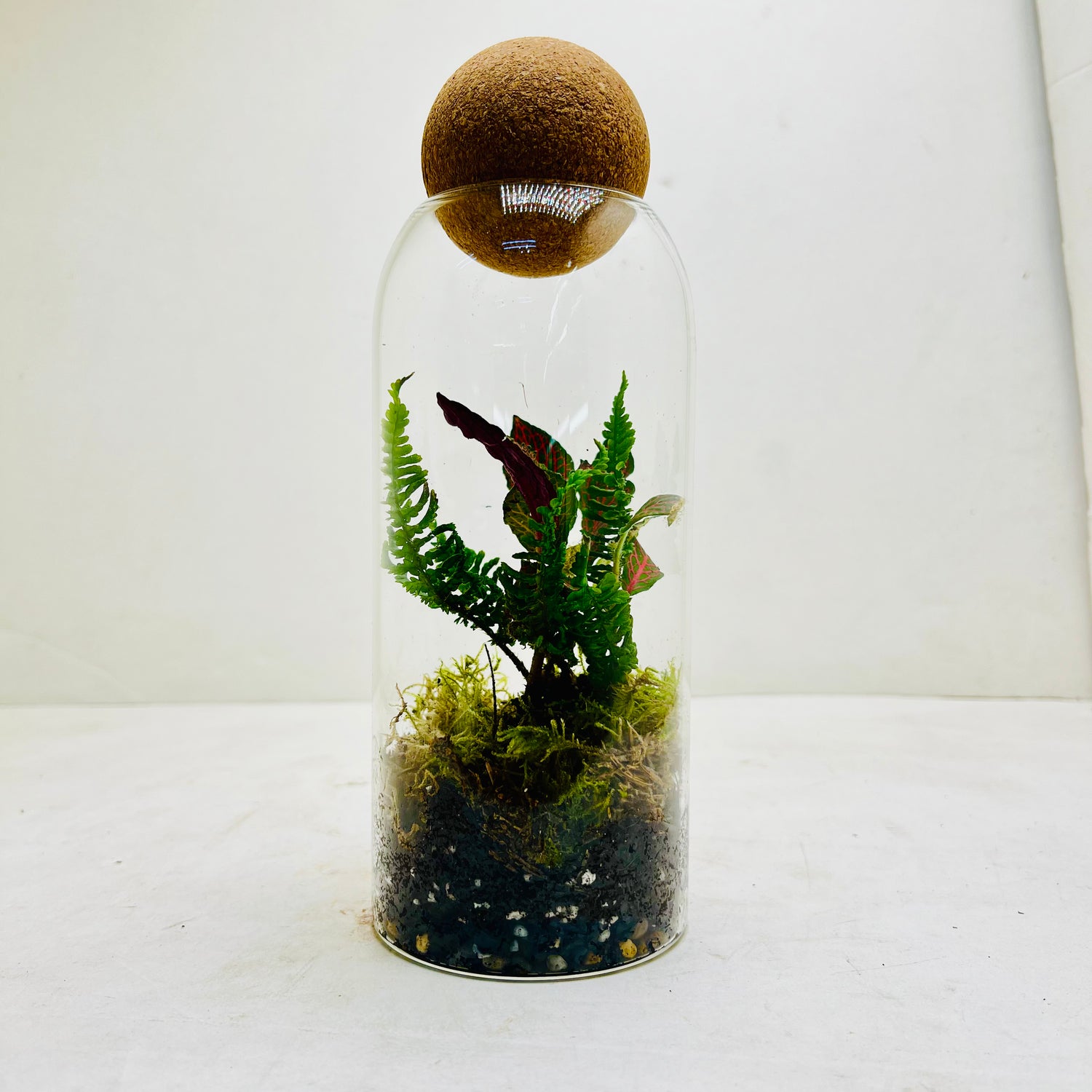Elegant Glass Dome Terrarium with Ferns and Fittonia  Nature in a Jar