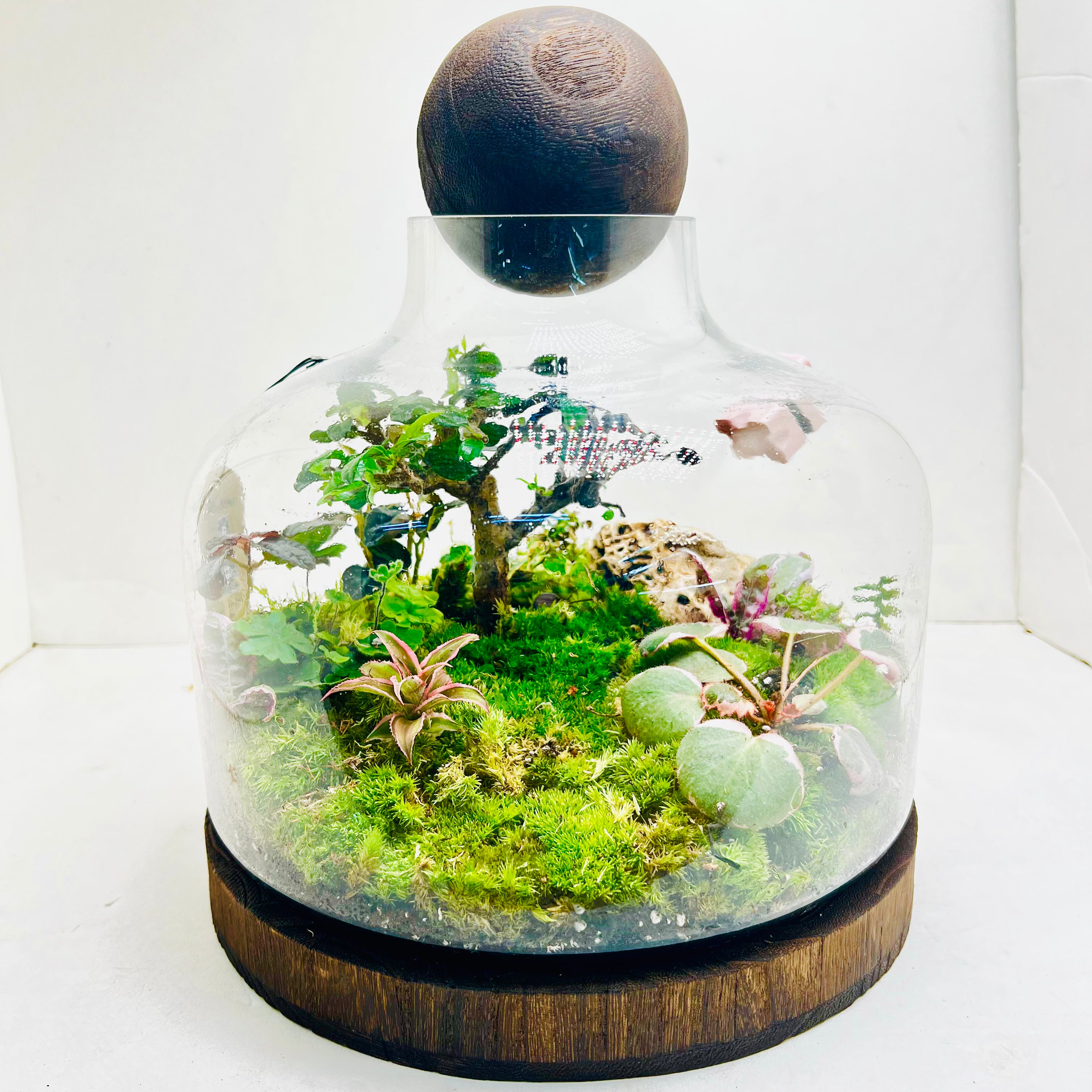 Nature In A Dome Handcrafted Mini Jungel Terrariume