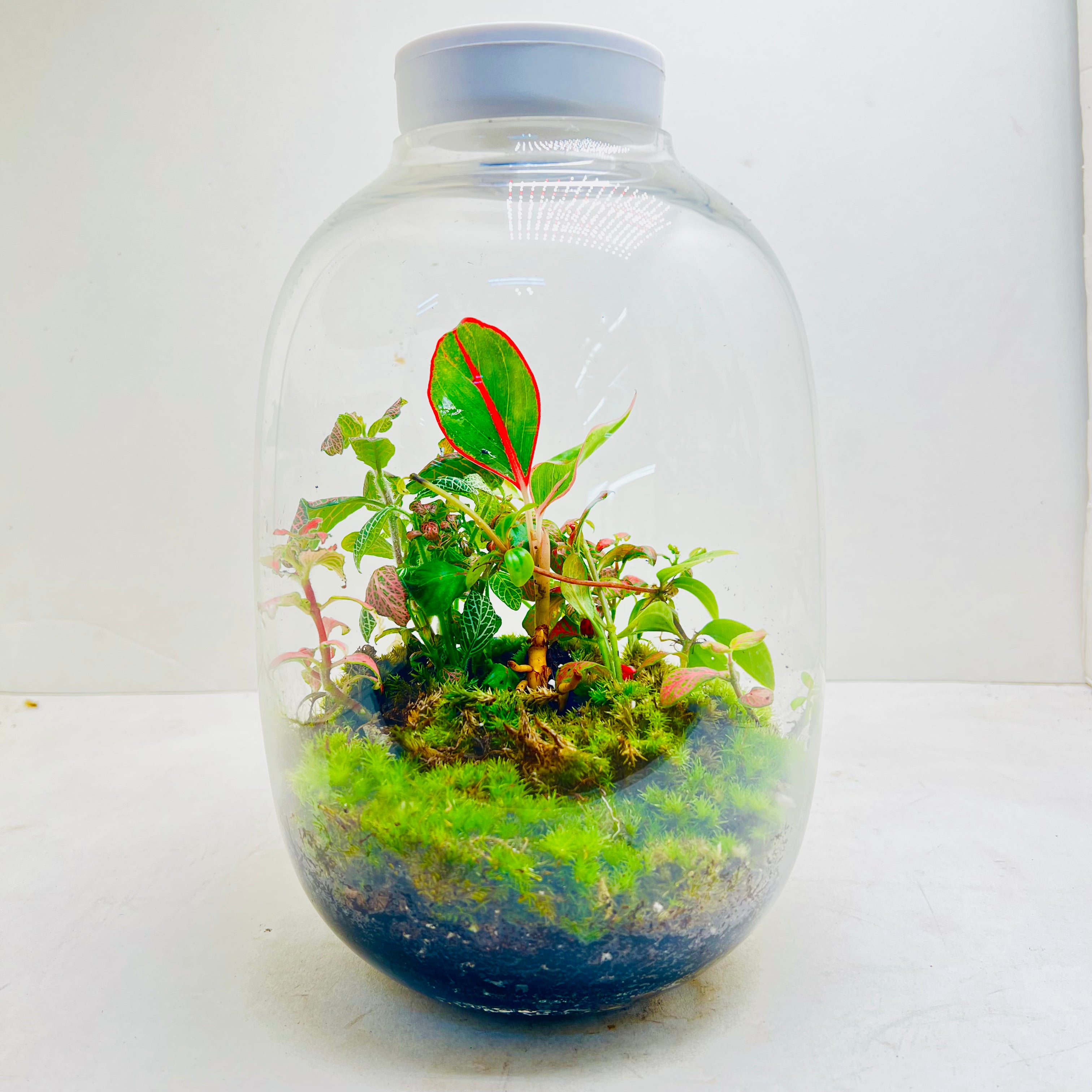 Terrarium Creations Inspired By Calm of Nature