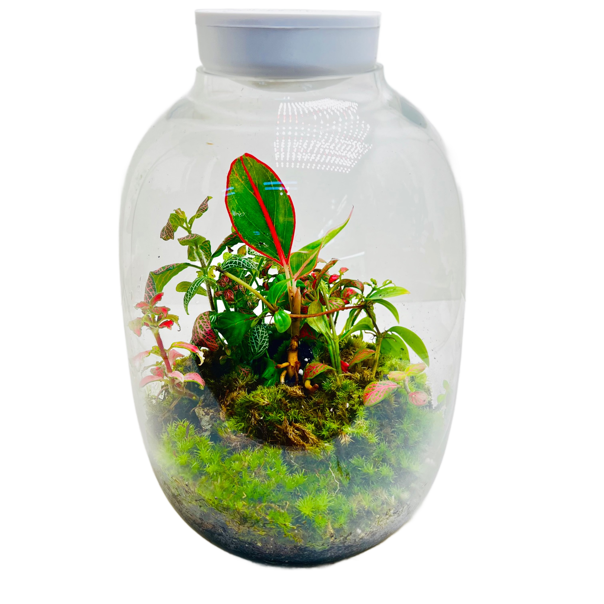 Terrarium Creations Inspired By Calm of Nature