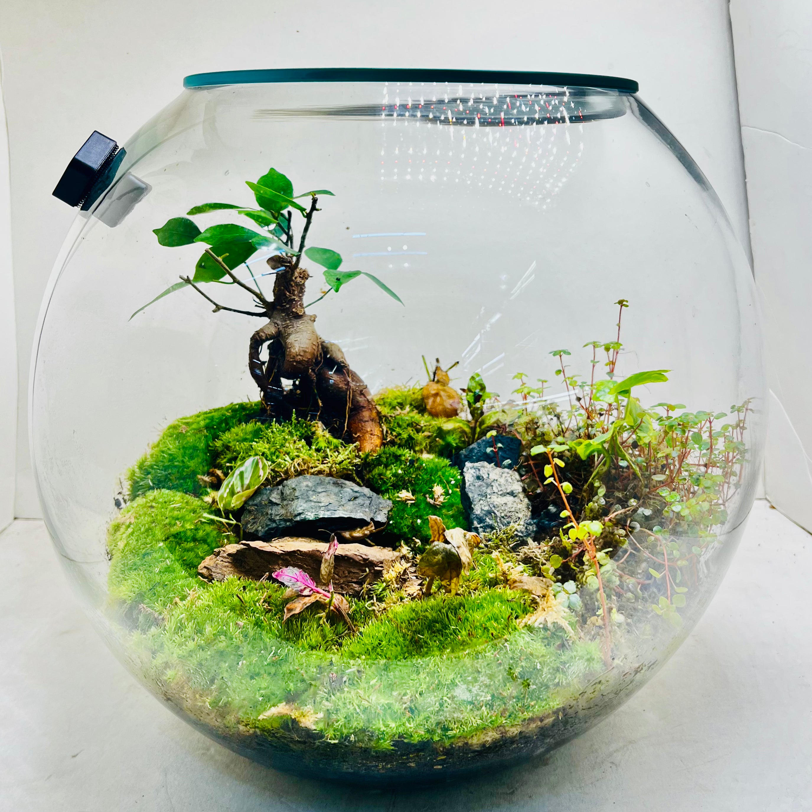 Elegant Terrarium with Fern & Plants A Miniature Green Paradise for Your Home or Office