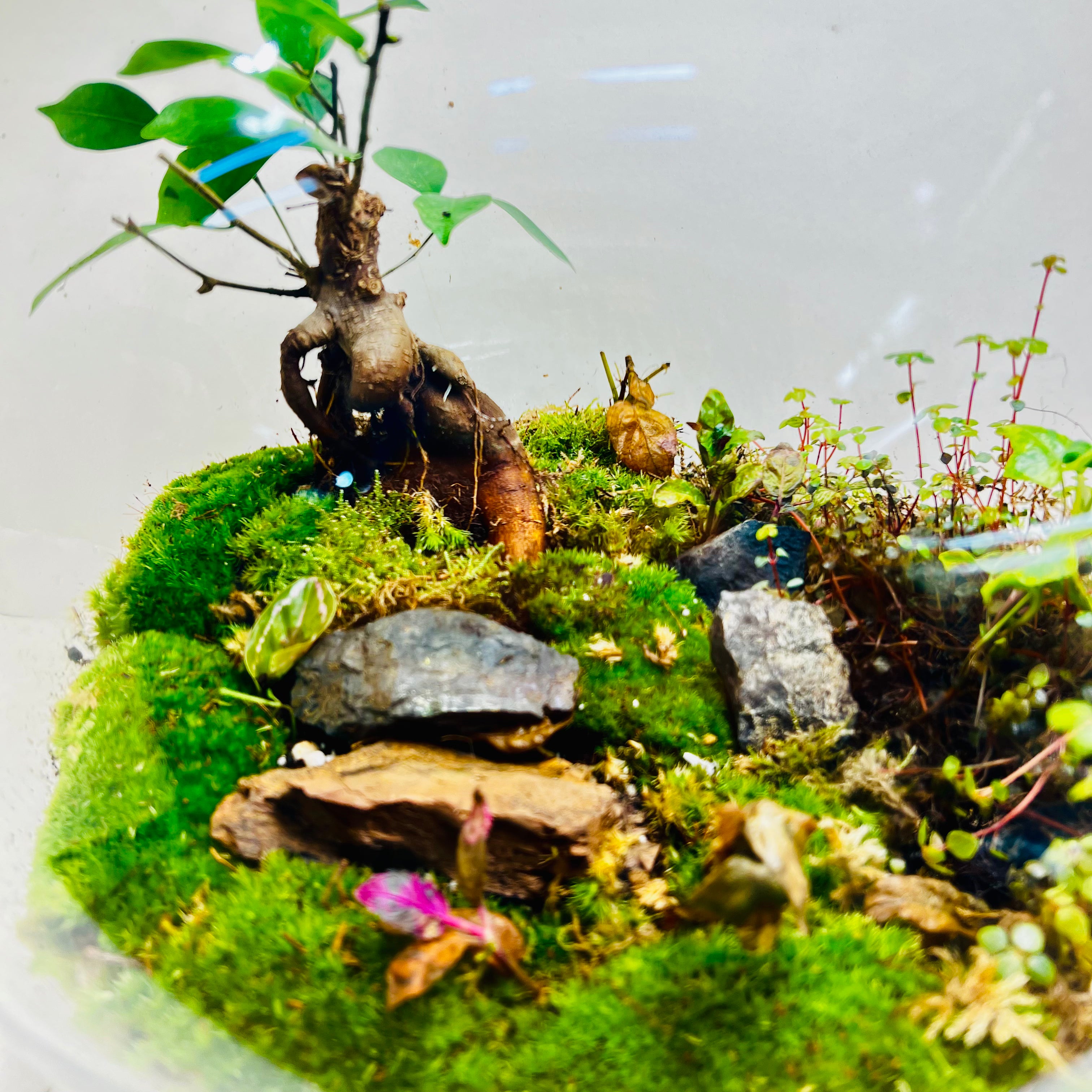 Elegant Terrarium with Fern & Plants A Miniature Green Paradise for Your Home or Office
