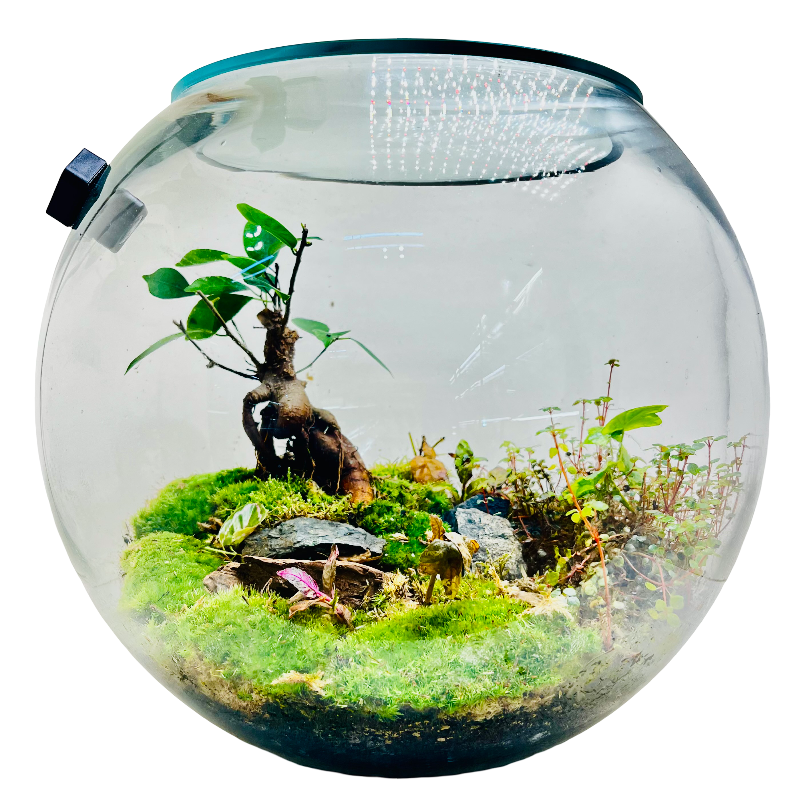 Elegant Terrarium with Fern & Plants A Miniature Green Paradise for Your Home or Office