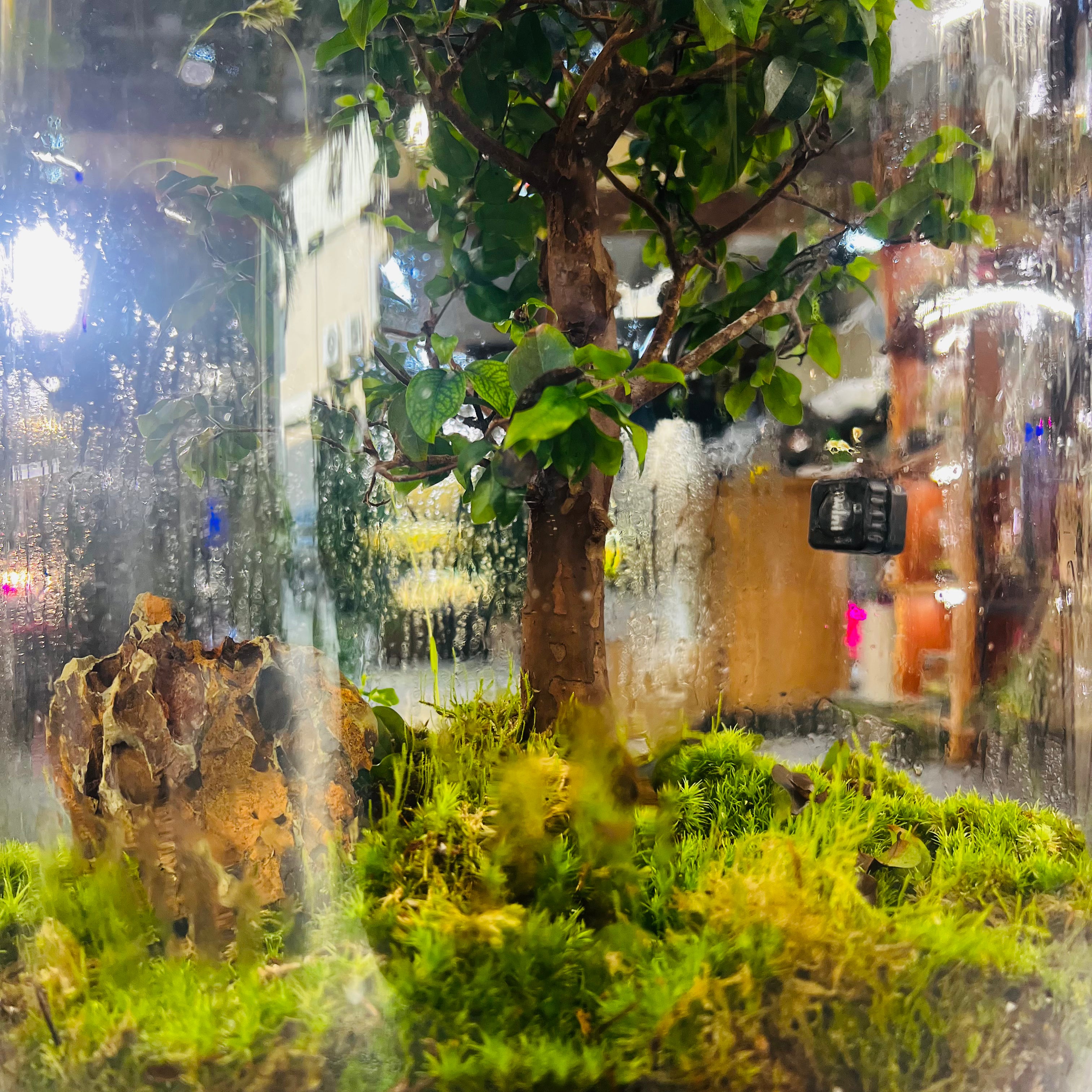 Handcrafted Glass Terrarium with 25-Year-Old Bonsai Luxury Nature Art for Modern Interiors