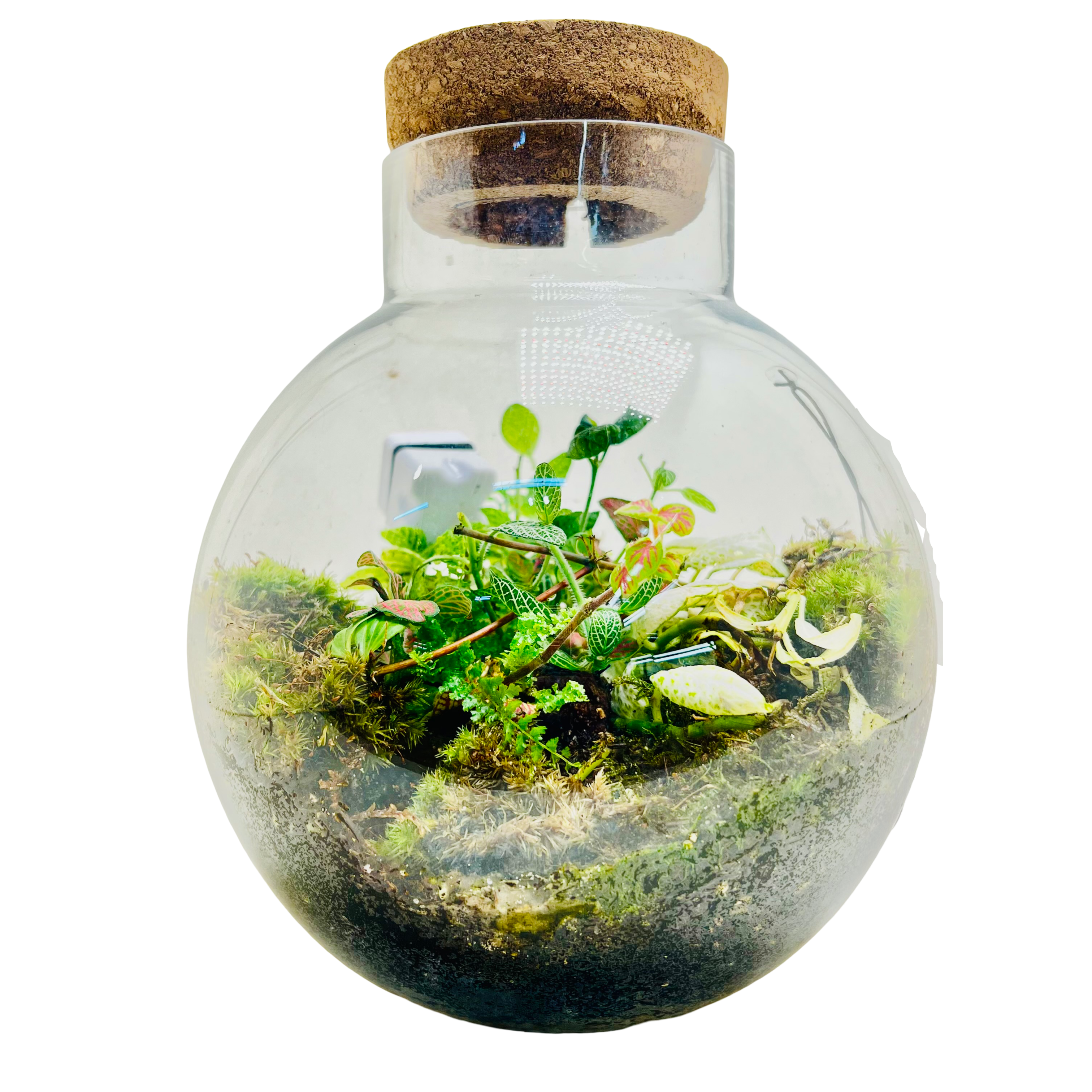 Glass Terrarium A Miniature Green World in A Mini Jar