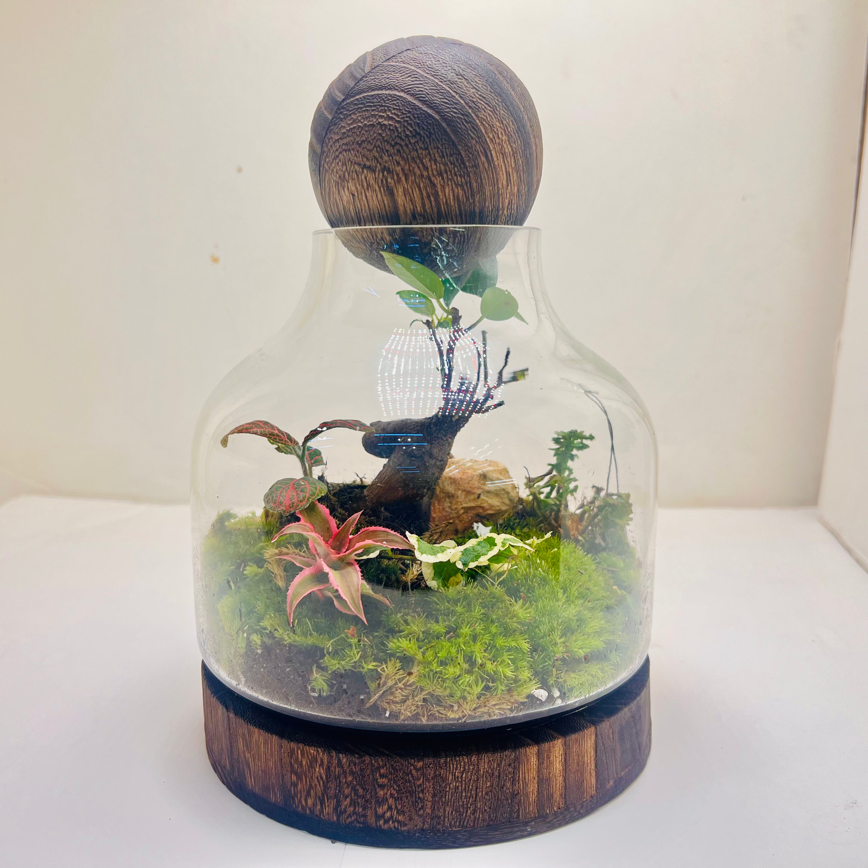 Harmony in Glass Bonsai Terrarium with Natural Rocks & Lush Moss