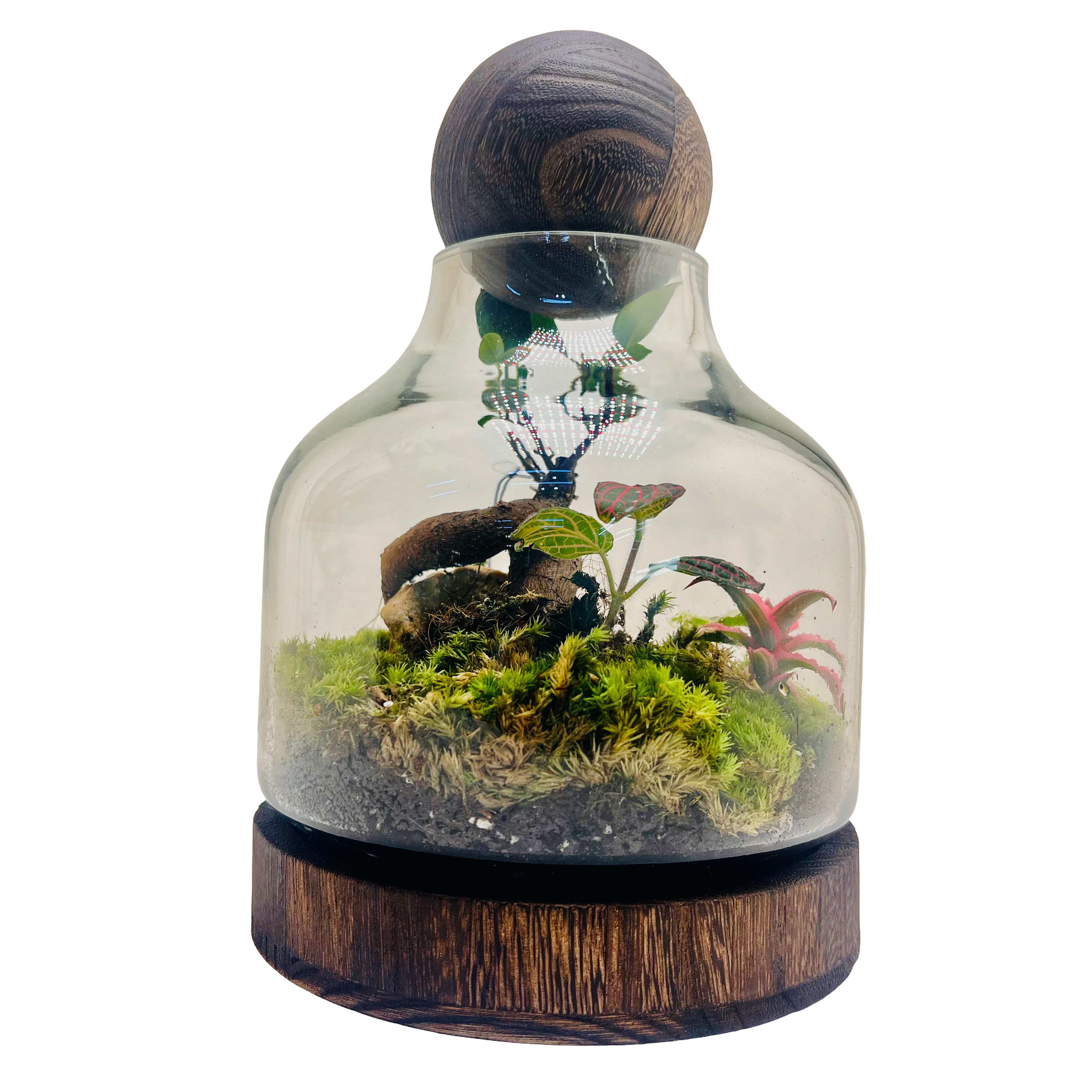 Harmony in Glass Bonsai Terrarium with Natural Rocks & Lush Moss