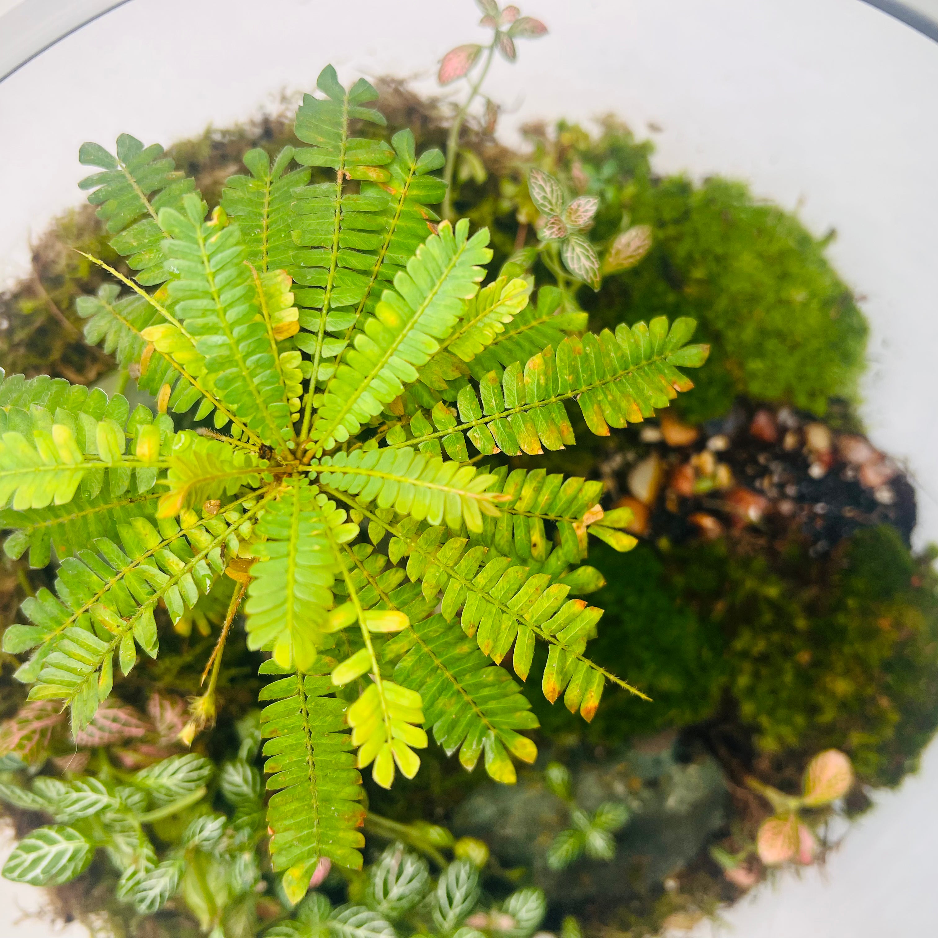 Miniature Paradise Terrarium A Peaceful Green World in Glass