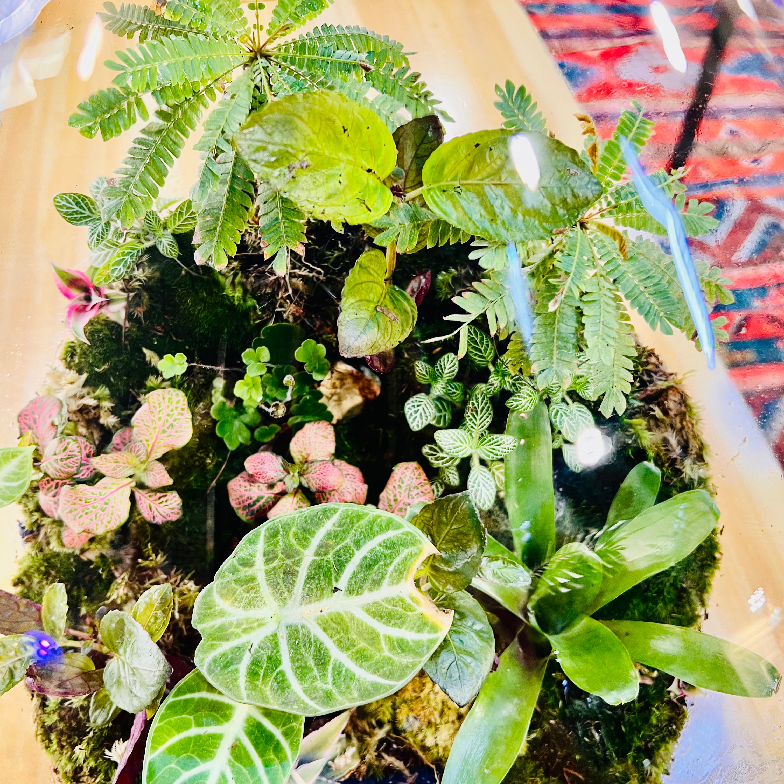 Grand Bottle Garden Terrarium Handcrafted Living Art with Tropical Plants & Moss