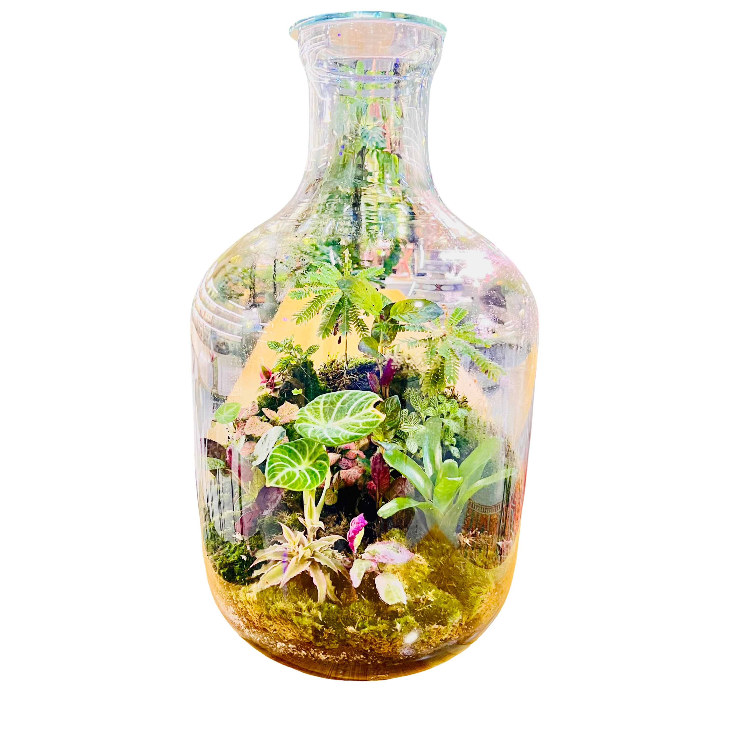 Grand Bottle Garden Terrarium Handcrafted Living Art with Tropical Plants & Moss