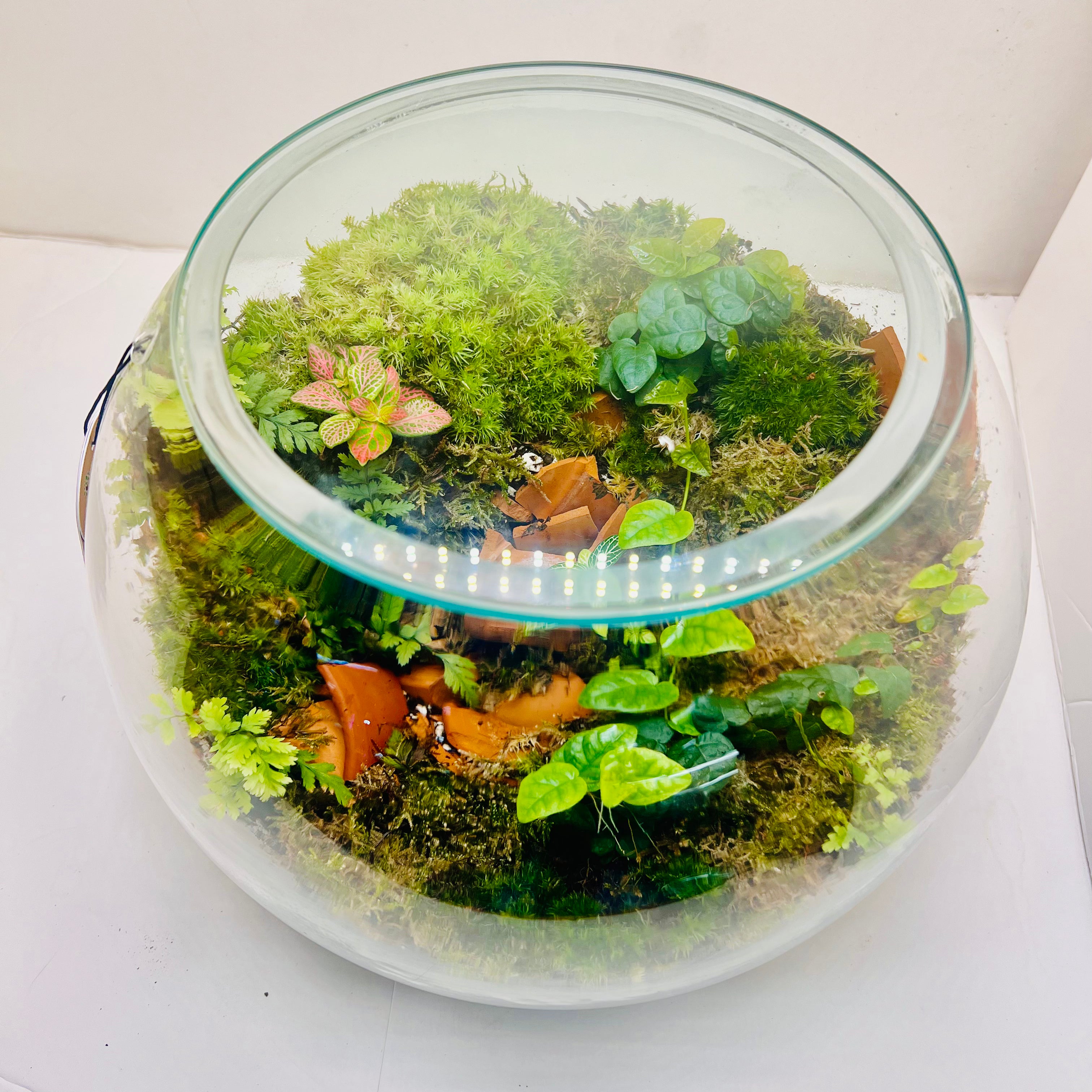 Natural Glass Ecosystem Terrarium with plants & Tropical Greenery |