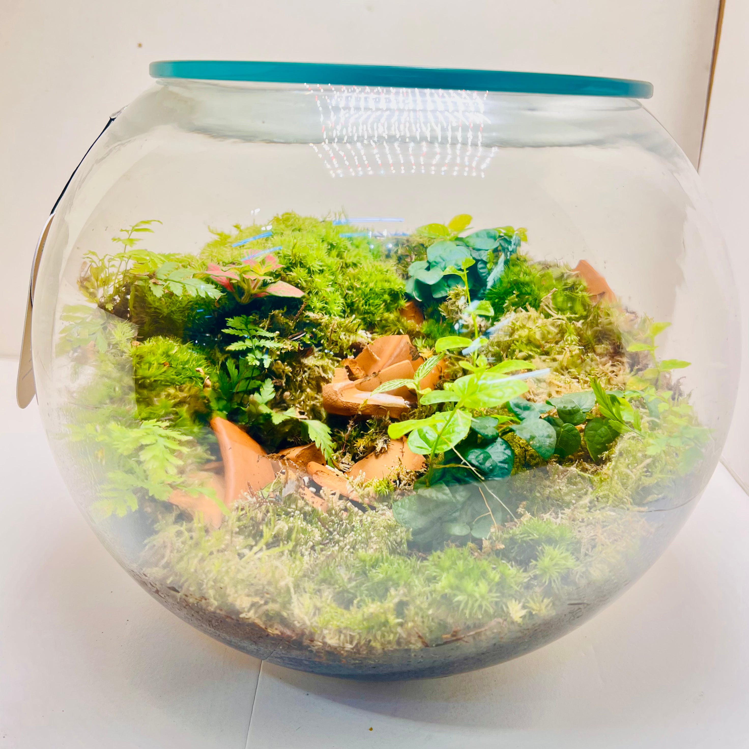 Natural Glass Ecosystem Terrarium with plants & Tropical Greenery |