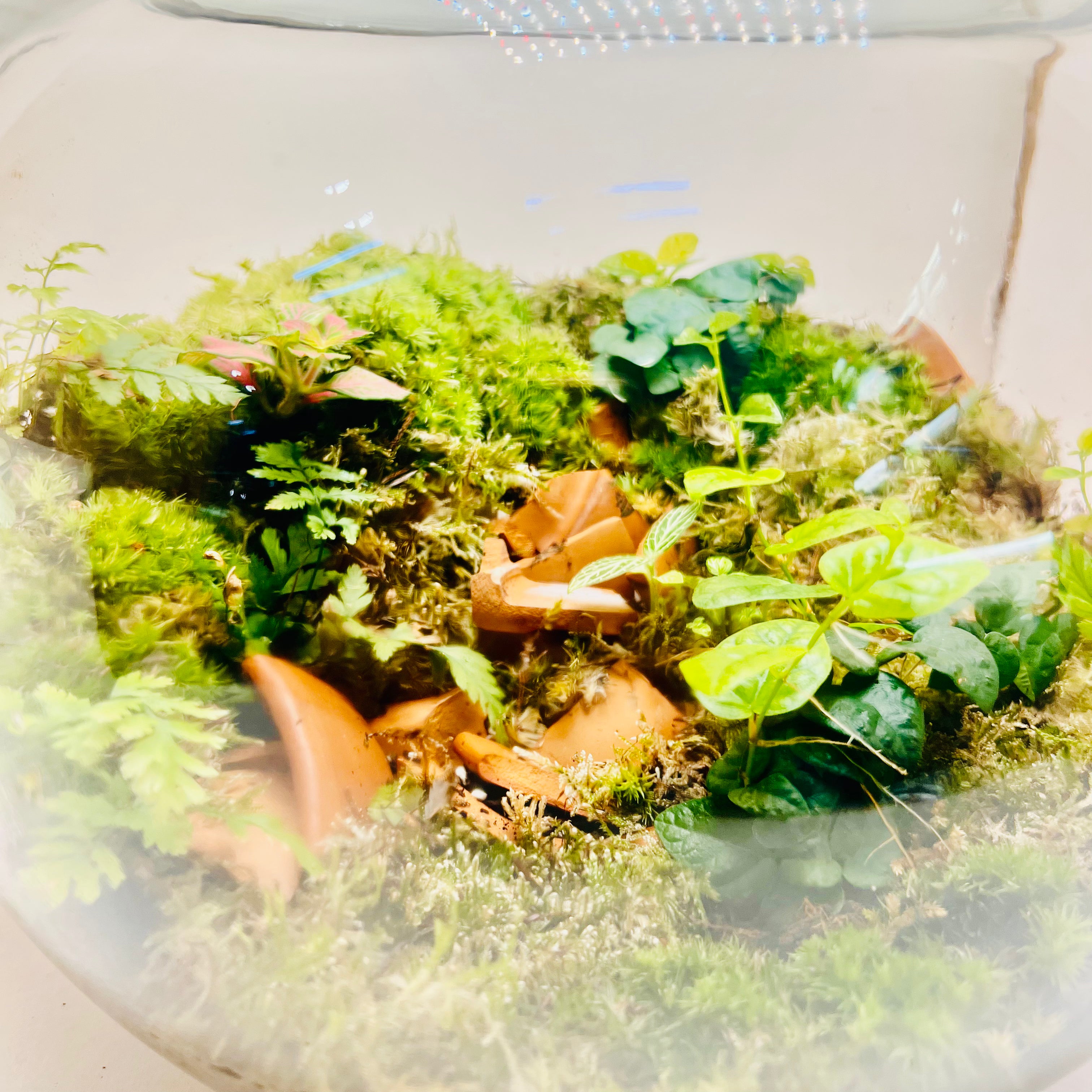 Natural Glass Ecosystem Terrarium with plants & Tropical Greenery |