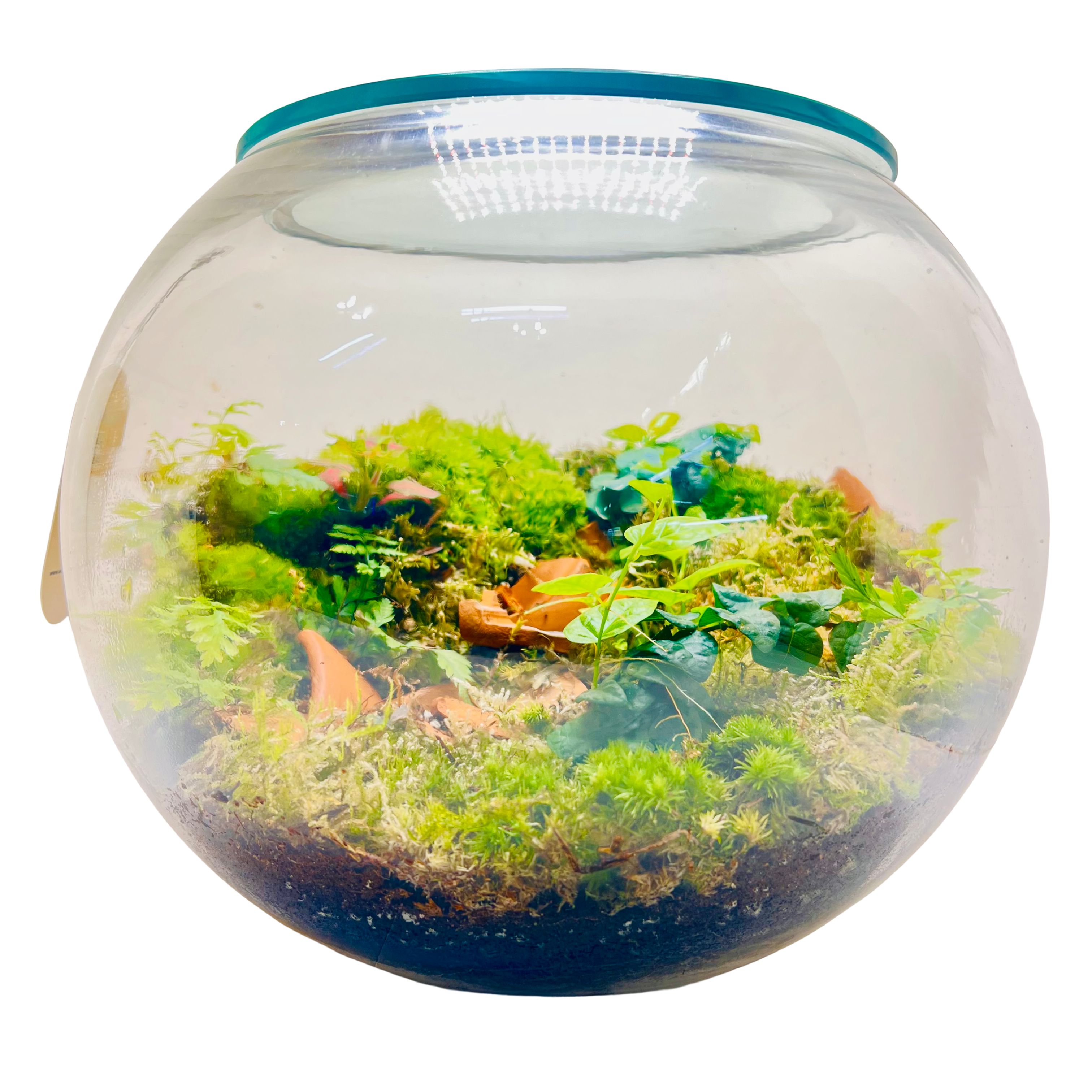 Natural Glass Ecosystem Terrarium with plants & Tropical Greenery |