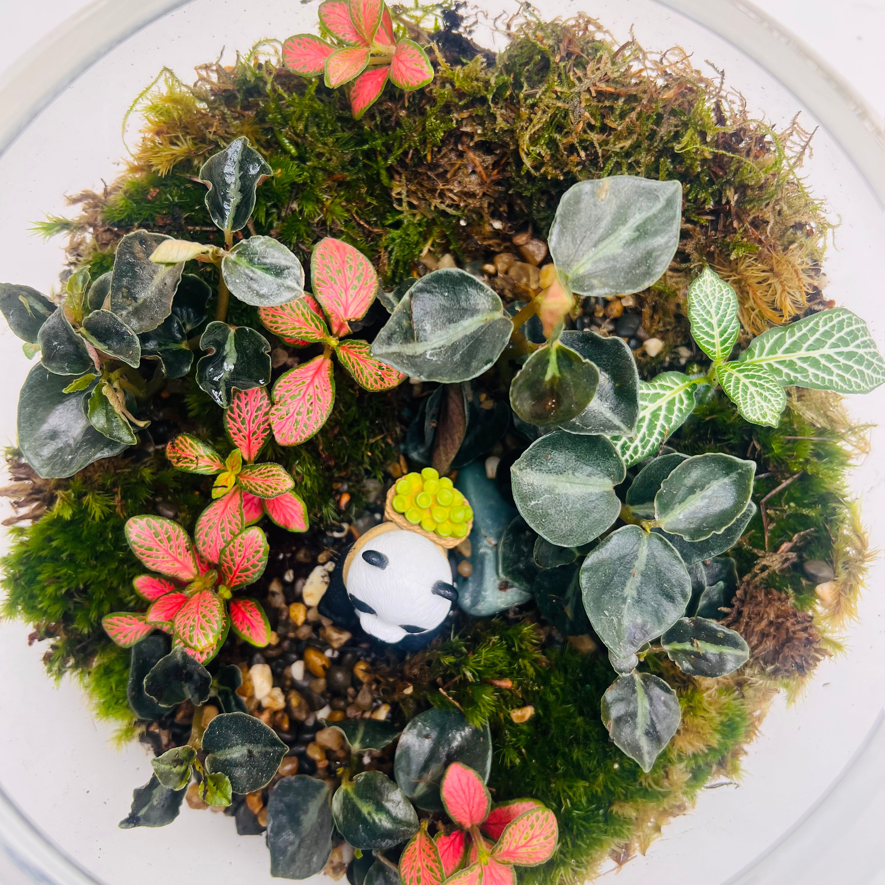 Mini Panda Forest Terrarium A Peaceful Green World in Glass