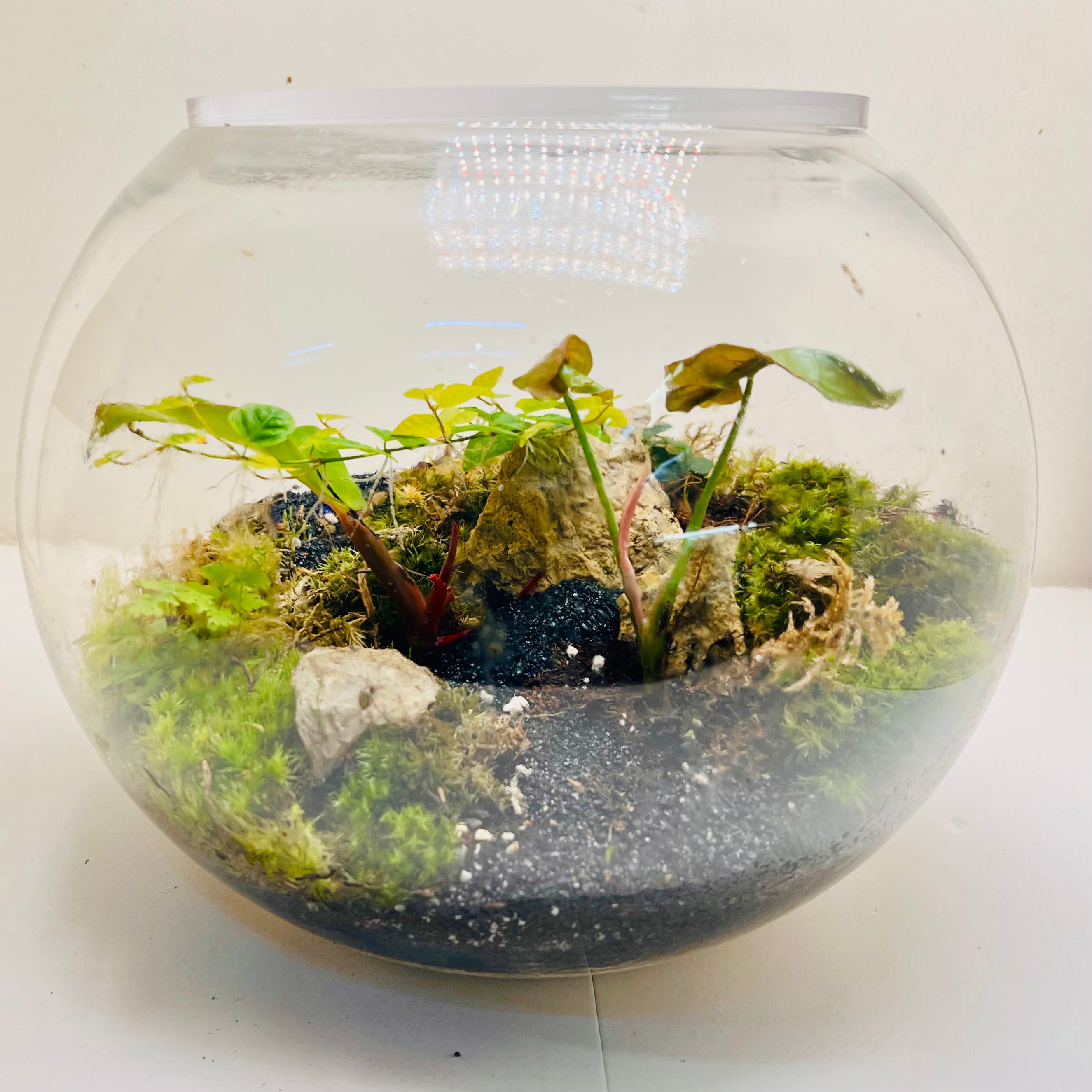 Natural Moss & Red-Green Plant Decor Terrarium by WoodenArt Gifts