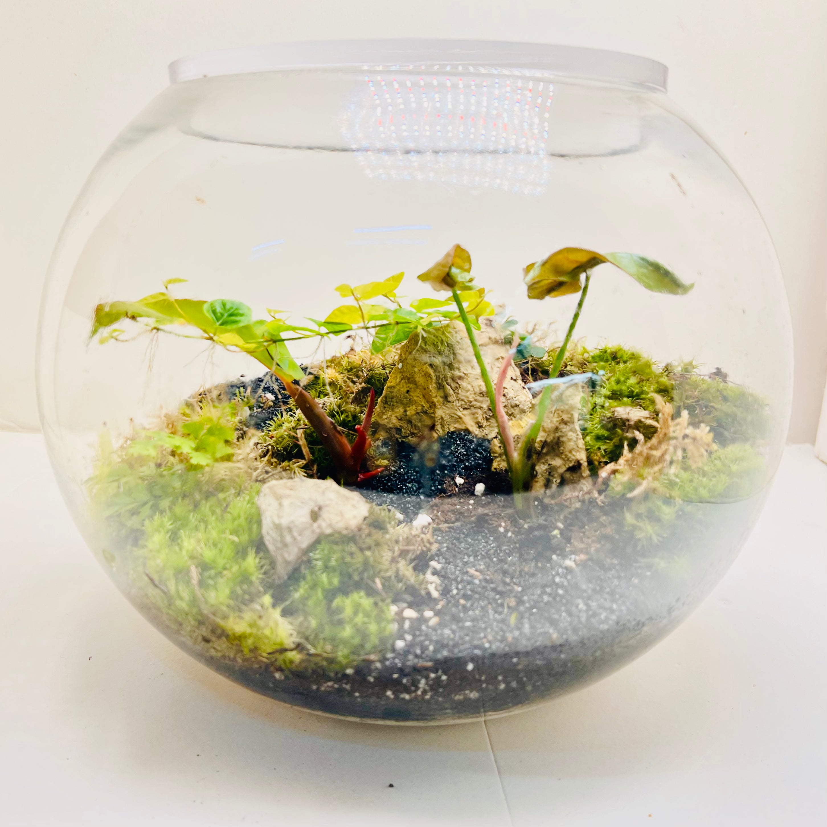 Natural Moss & Red-Green Plant Decor Terrarium by WoodenArt Gifts